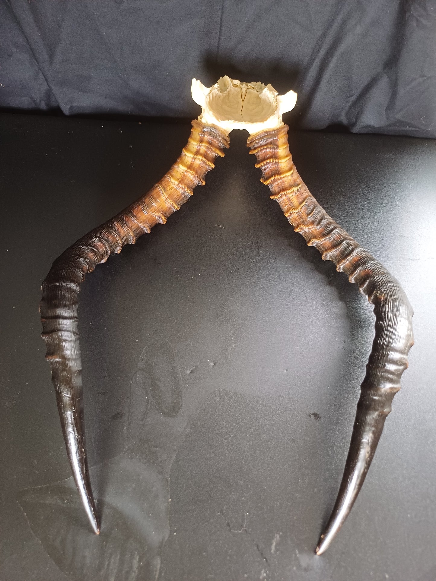 Impala skull cap
