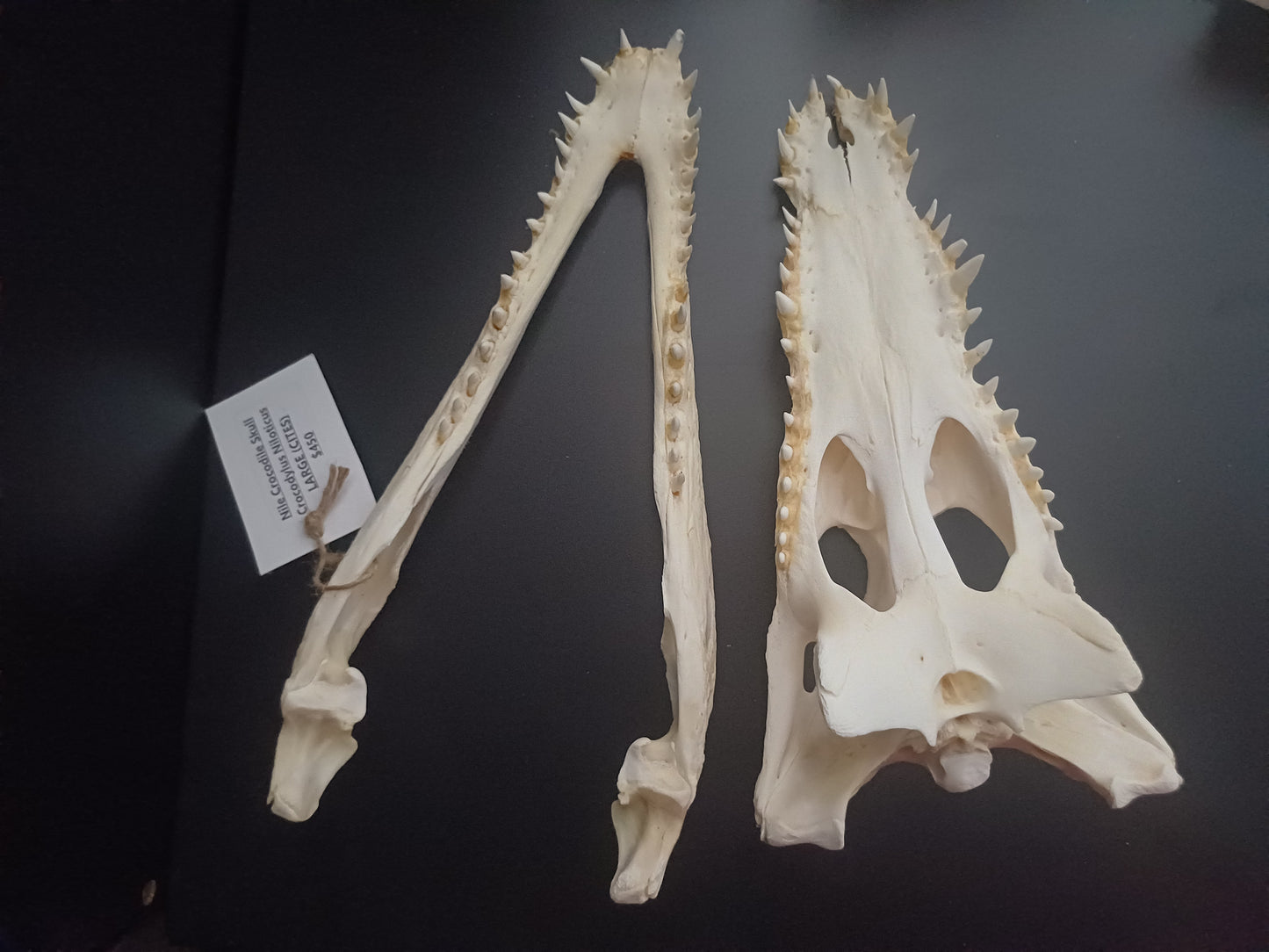 Large Nile Crocodile (CITES permit inc)