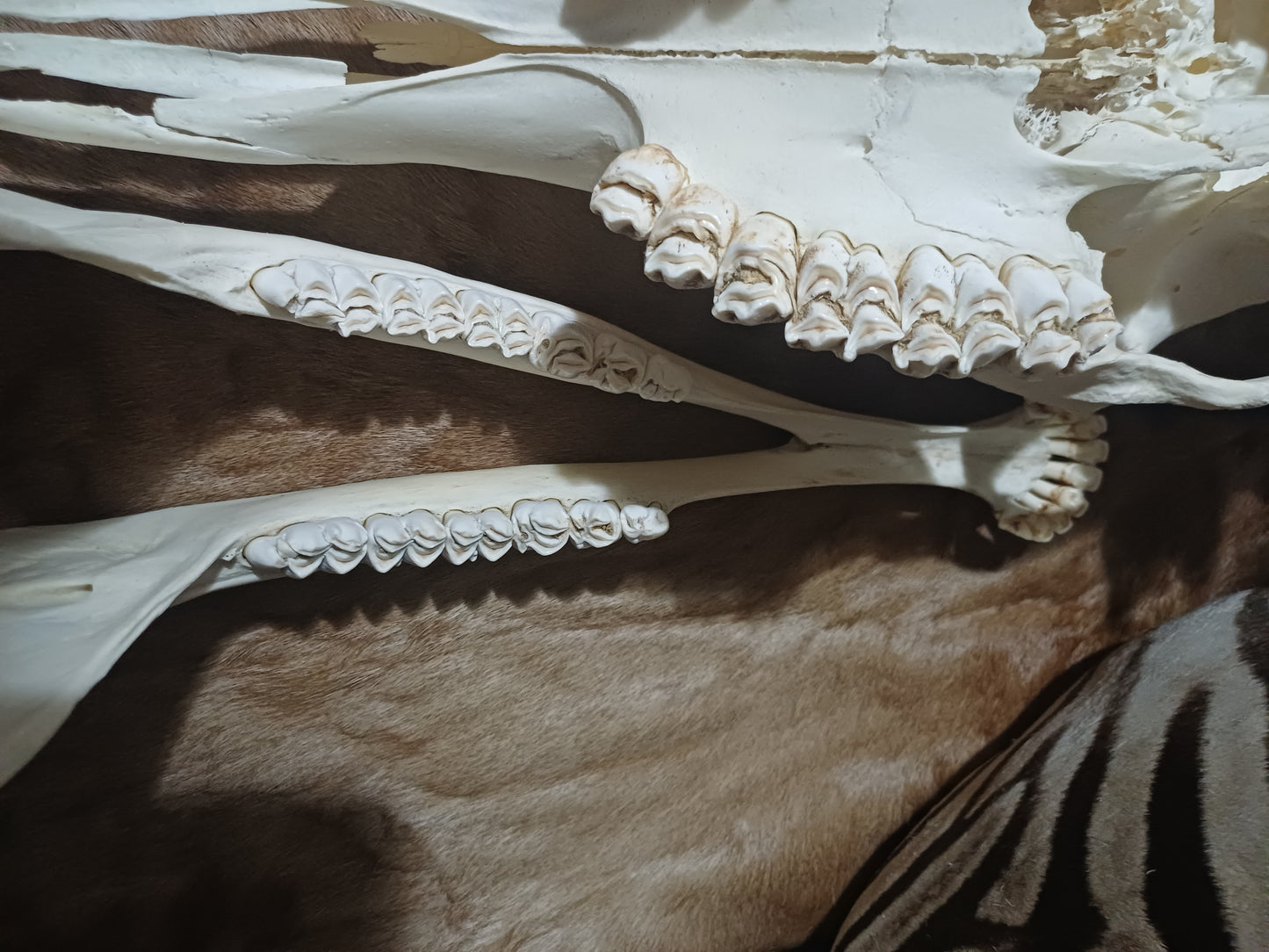 Female Giraffe Skull