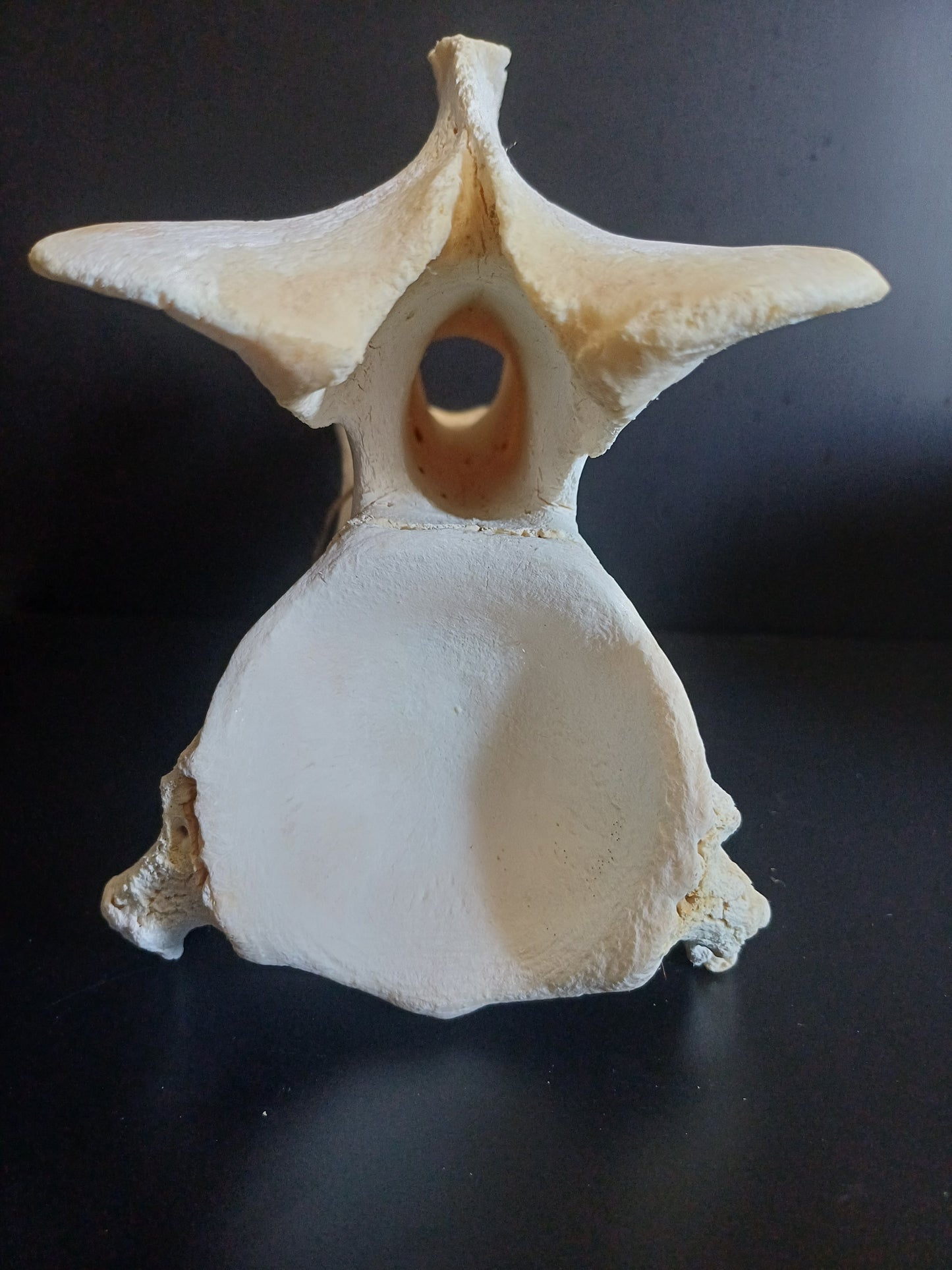 XL Giraffe Vertebrae (CITES permit inc)