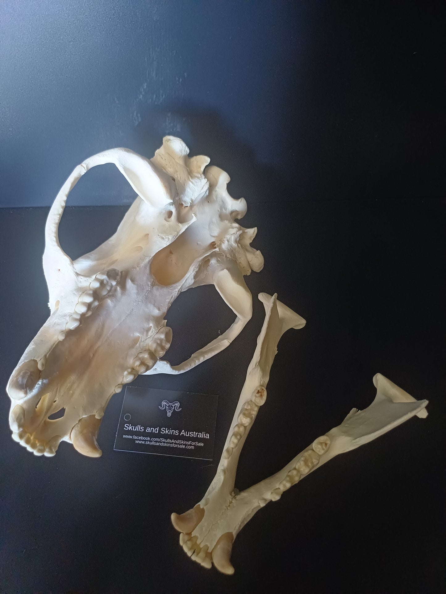 XL Black Bear skull