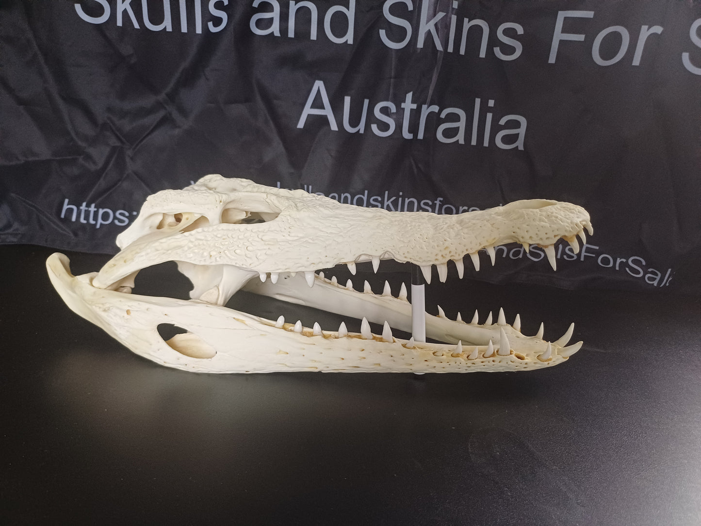 Large Nile Crocodile (CITES permit inc)