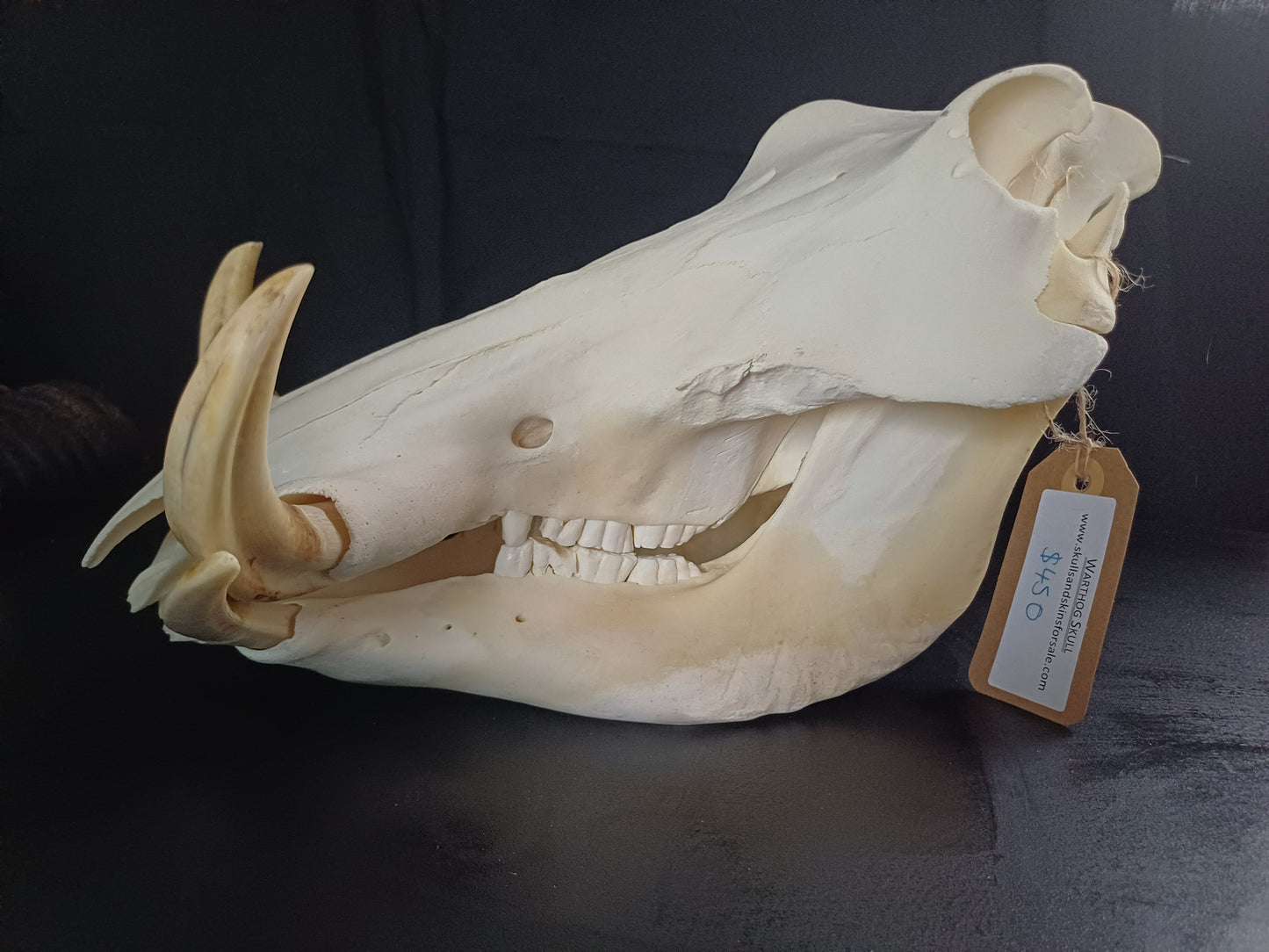 Warthog skull