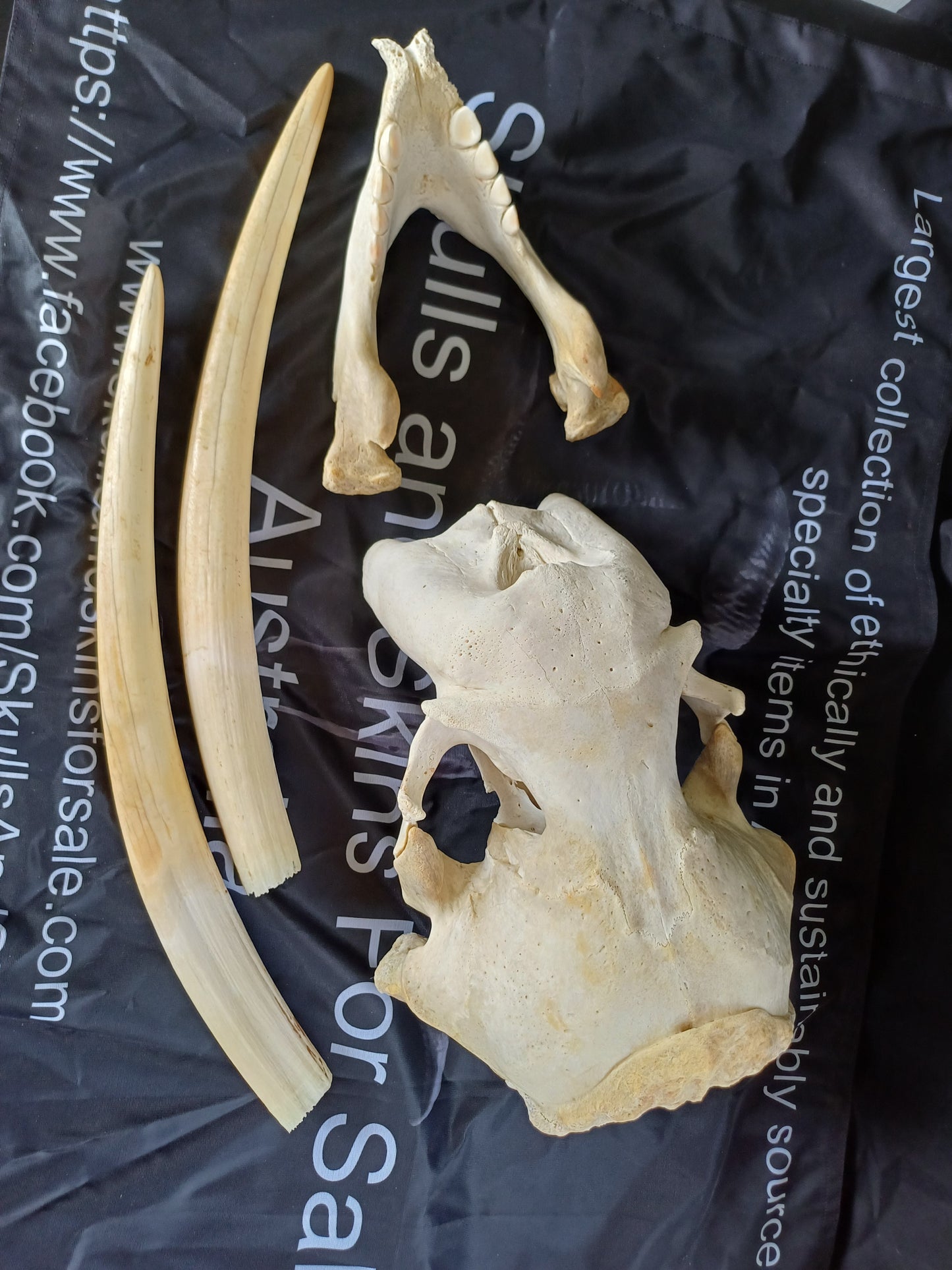 Walrus skull
