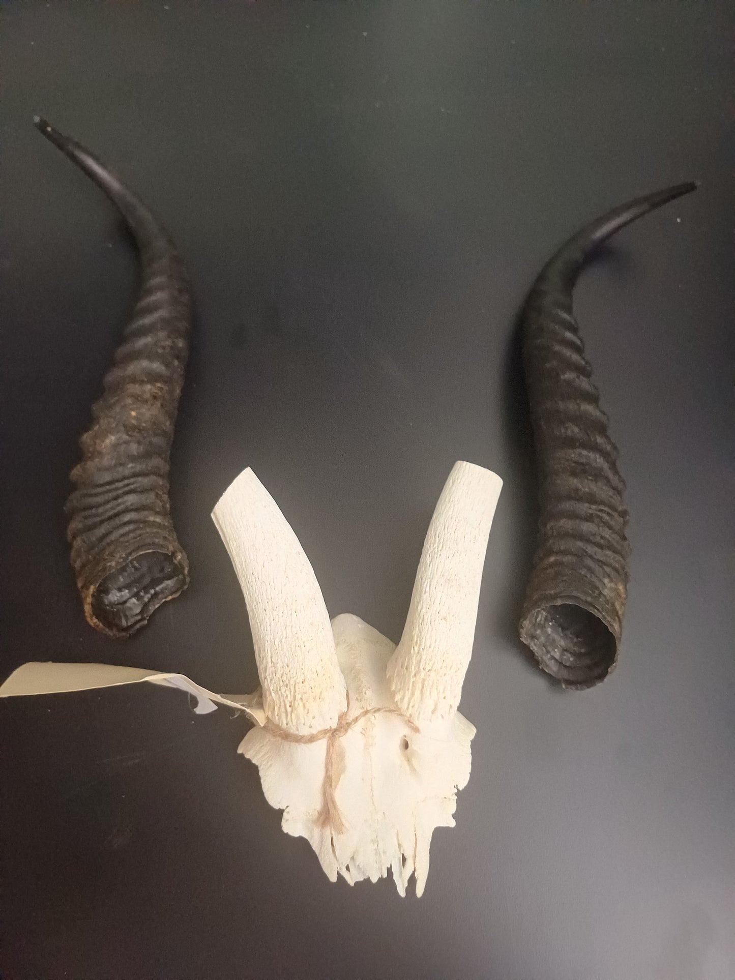 Springbok skull cap
