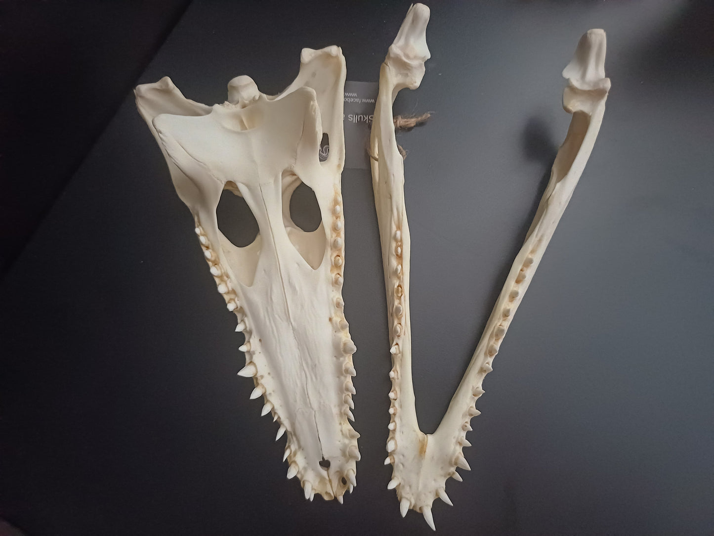 Nile Crocodile (CITES permit inc)