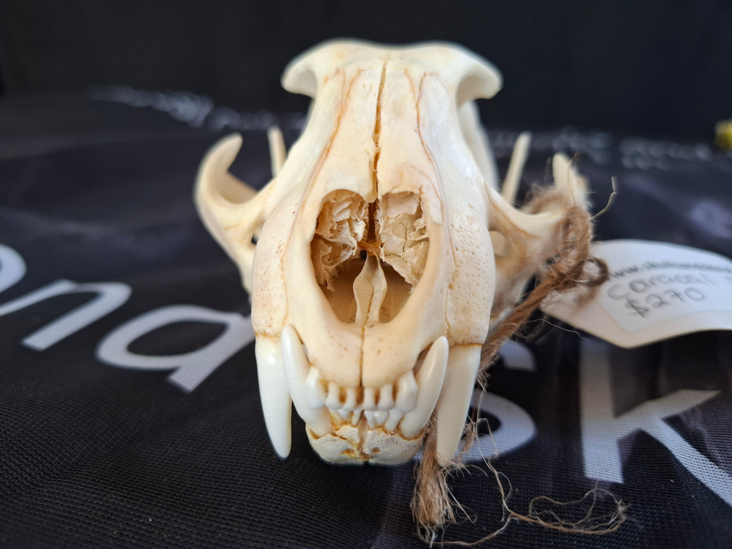Caracal skull