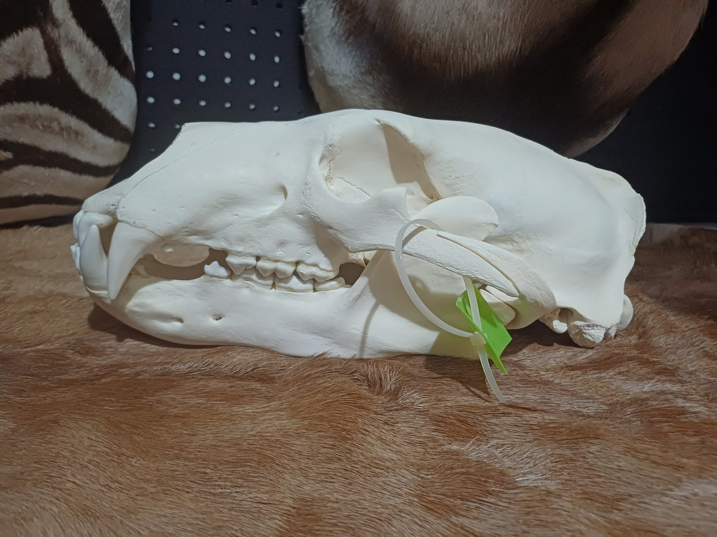 Polar Bear skull