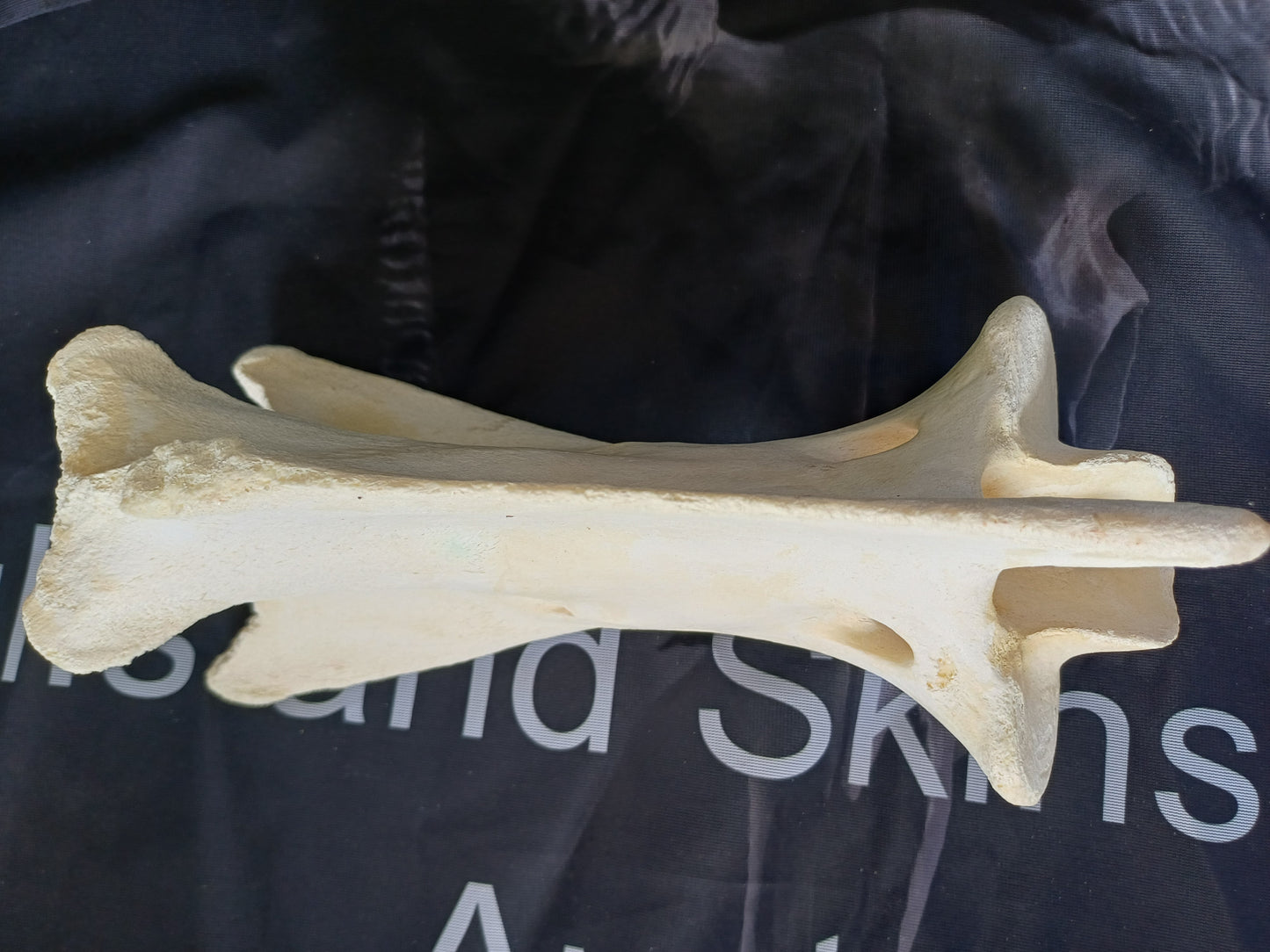 XL Giraffe Vertebrae (CITES permit inc)