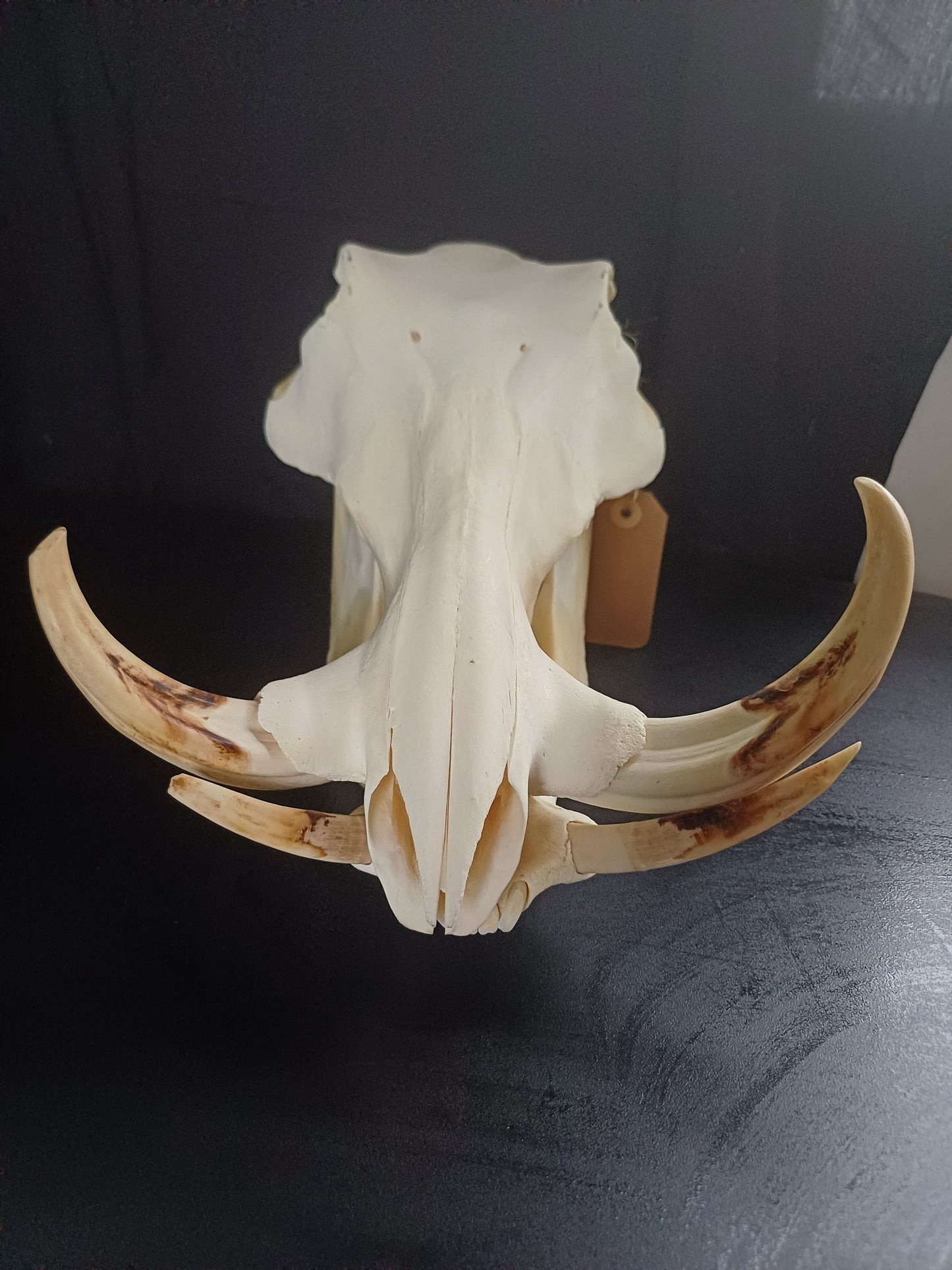 Warthog skull