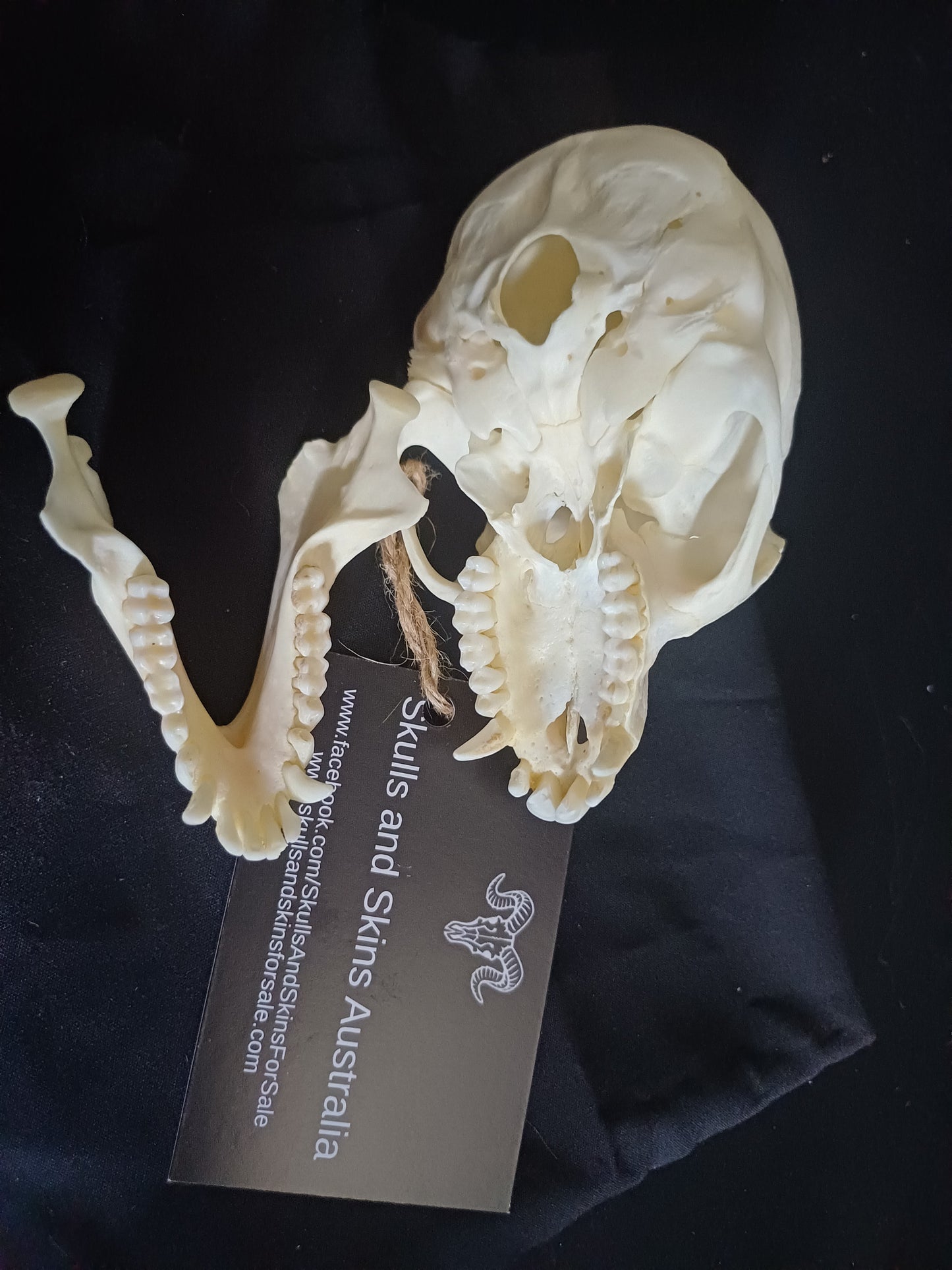 Vervet Monkey Skull - Male