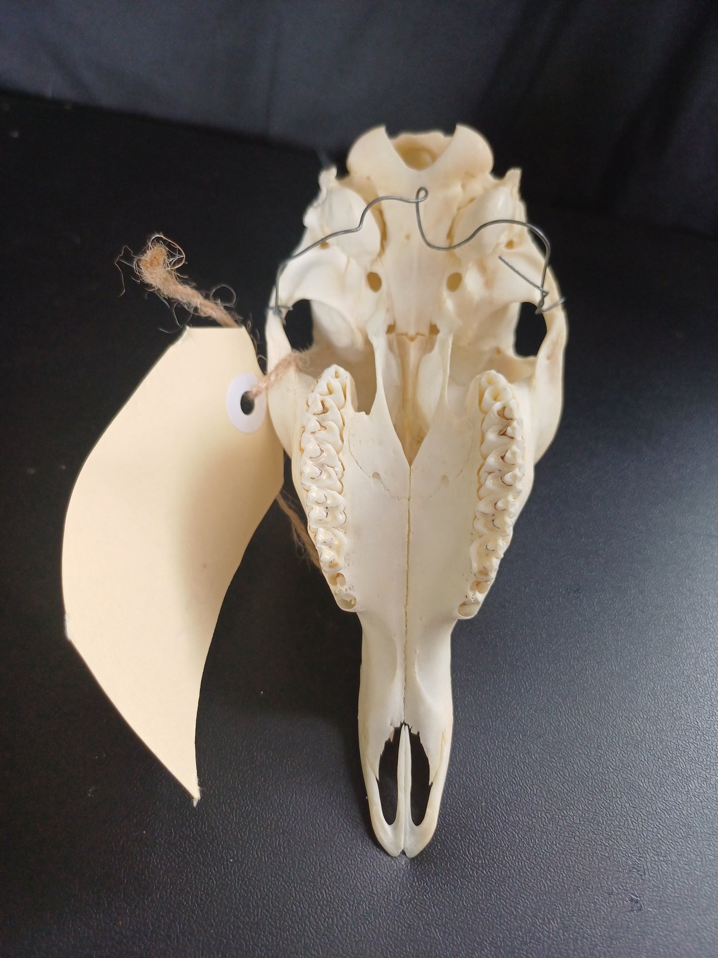 Gray Duiker skull
