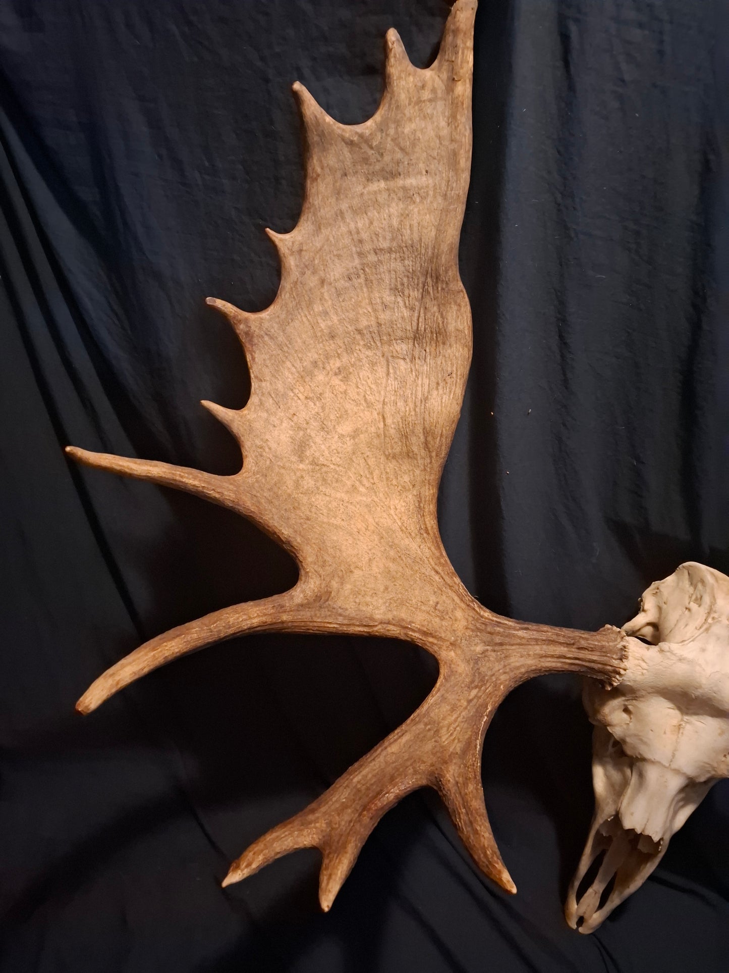 Moose Skull - SHIPPING ADDITIONAL