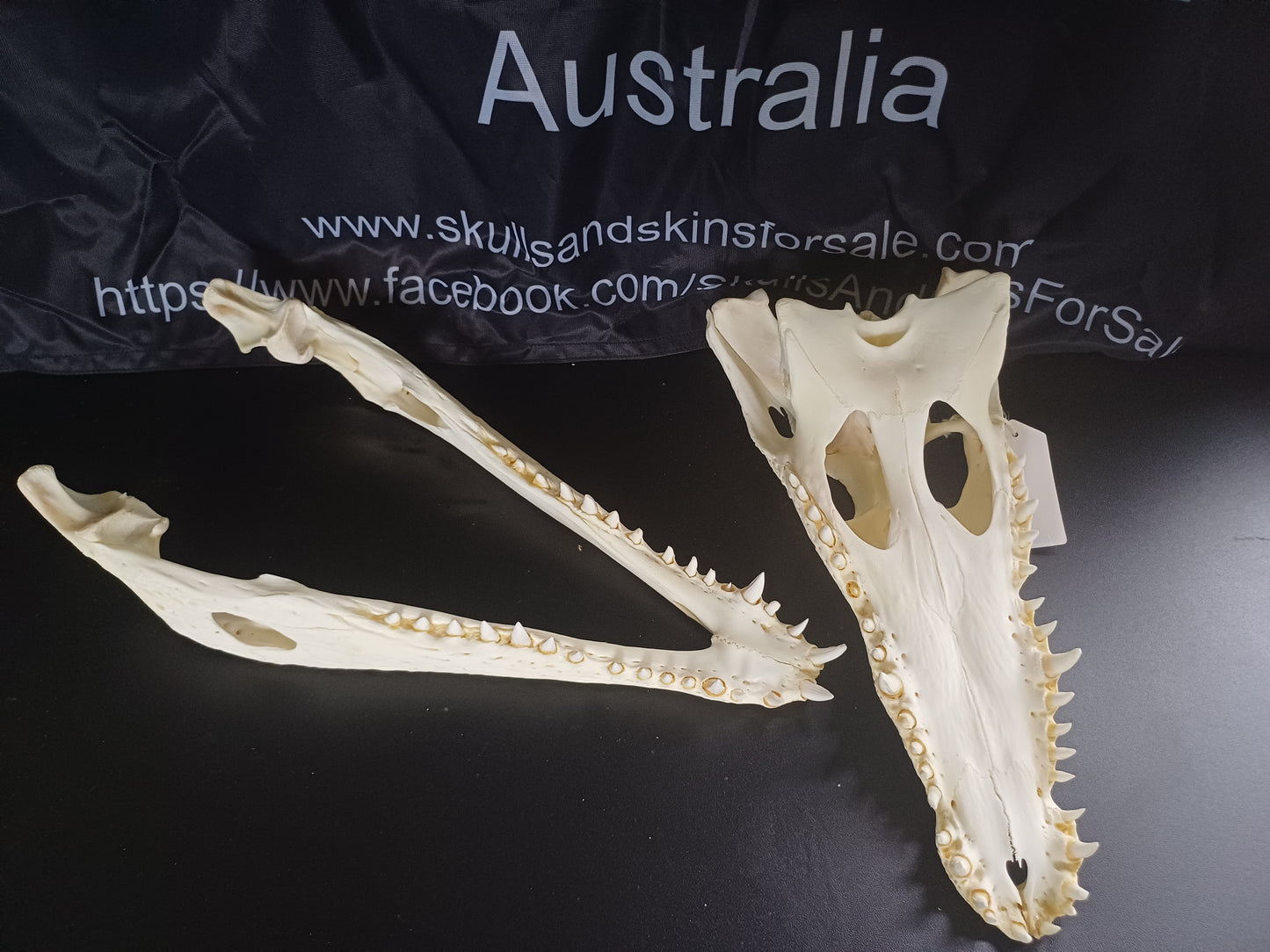 XL Nile Crocodile (CITES permit inc)