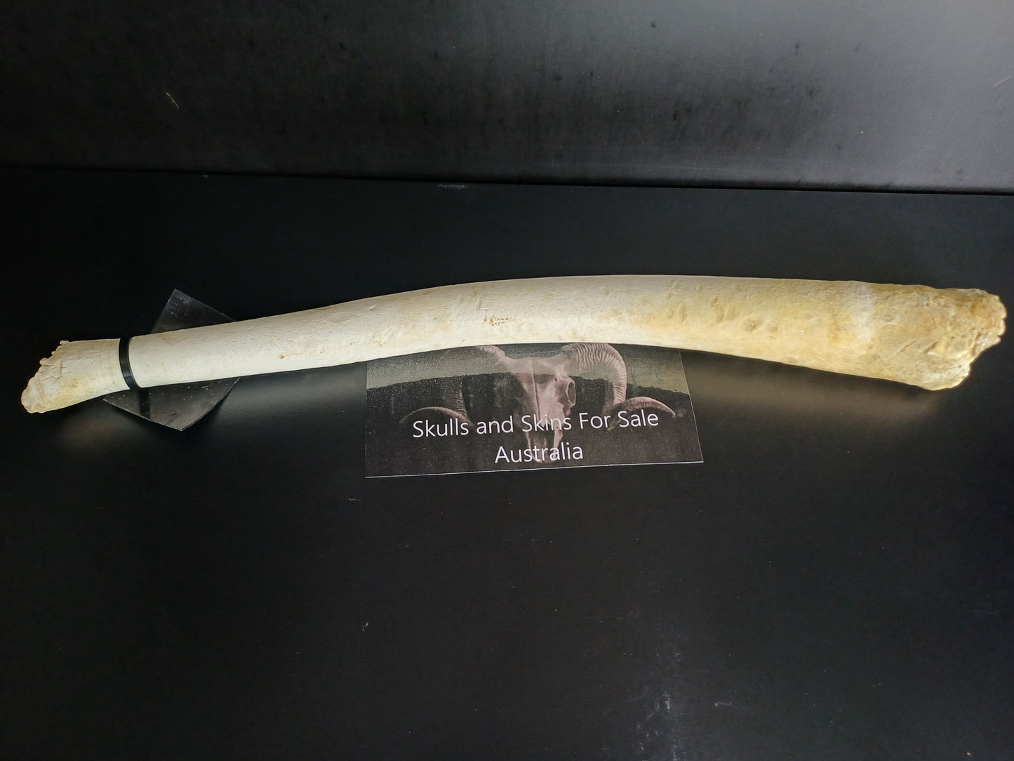 Walrus baculum