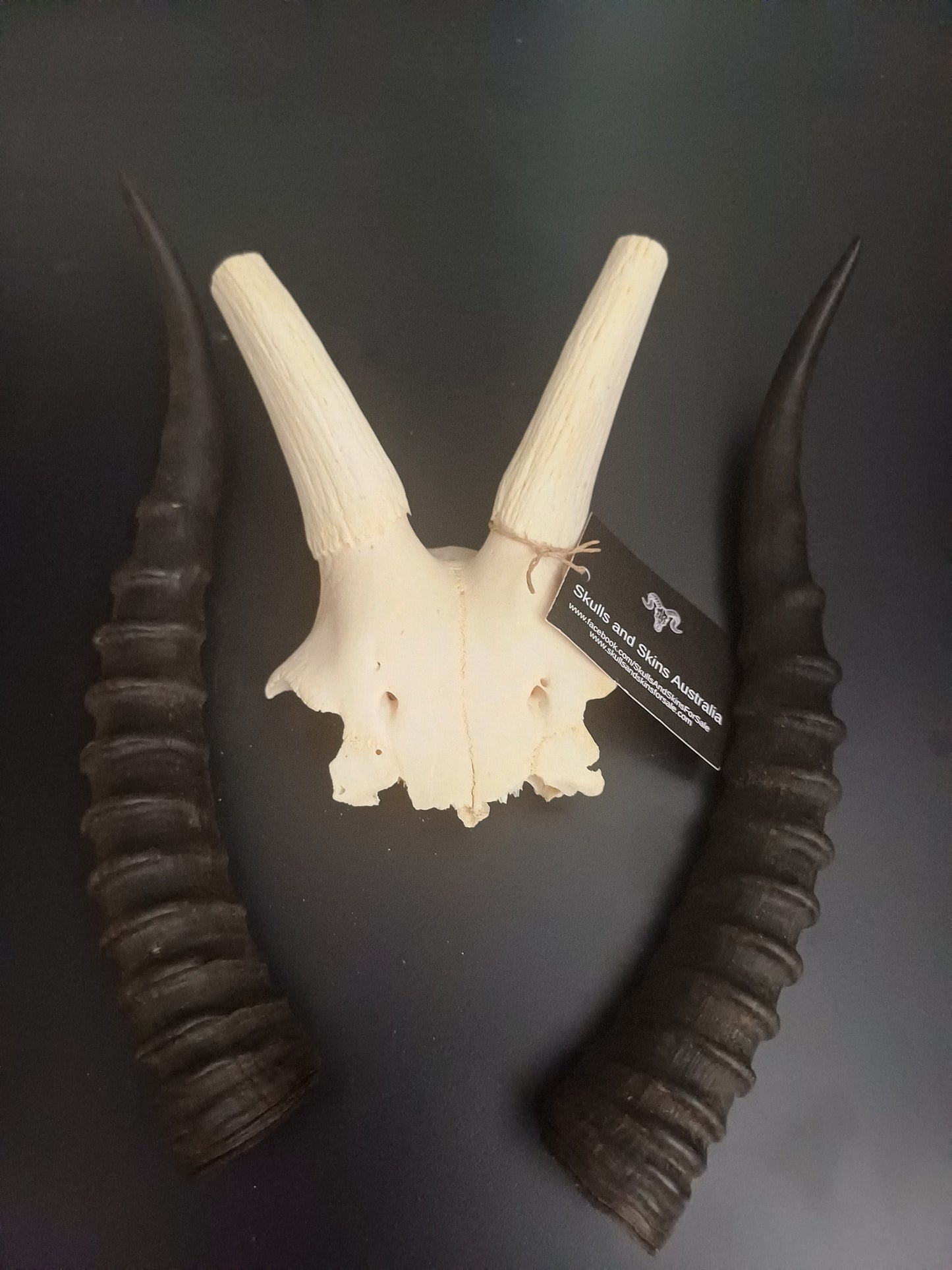 Blesbok skull cap