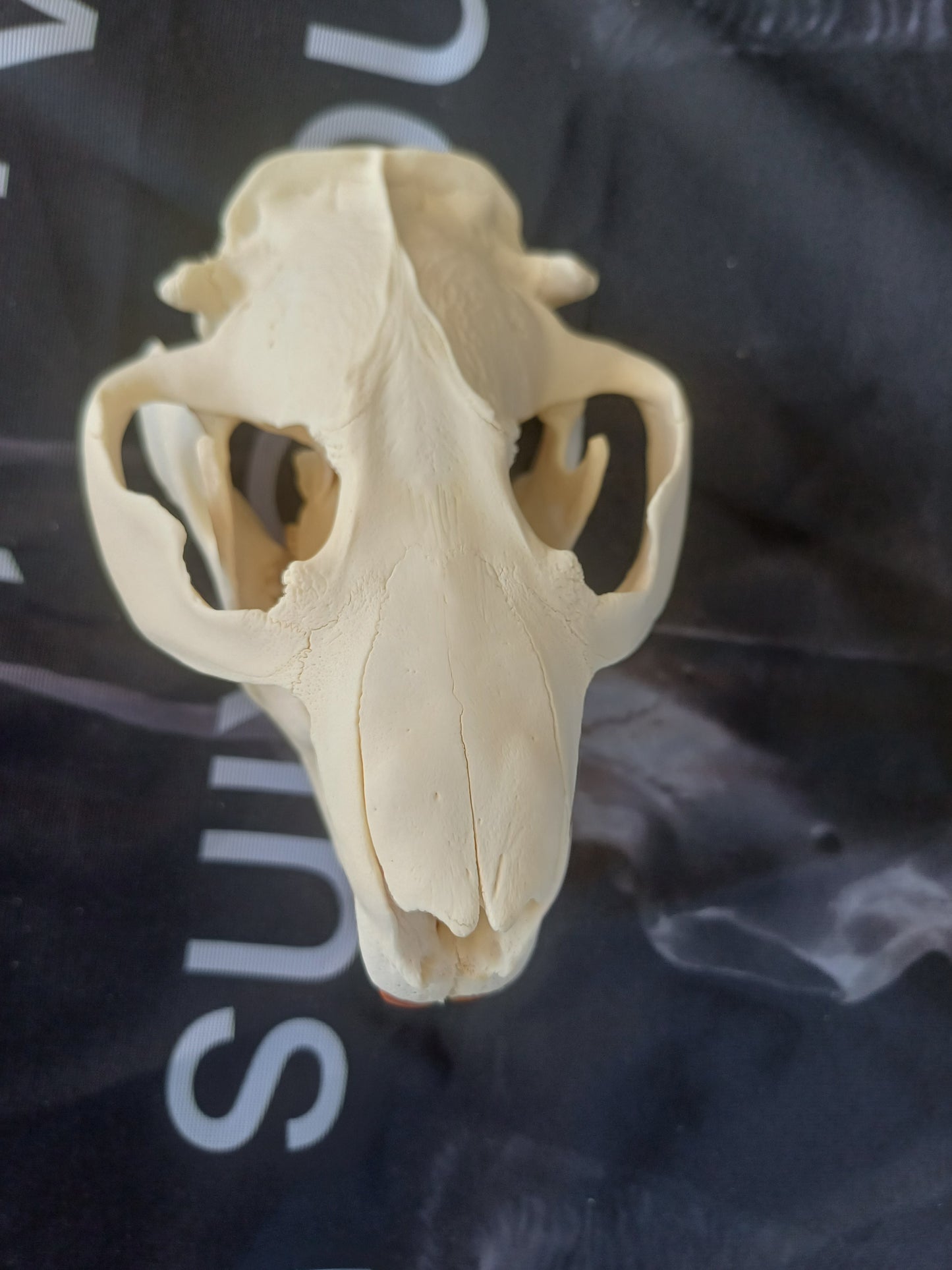 Beaver Skull