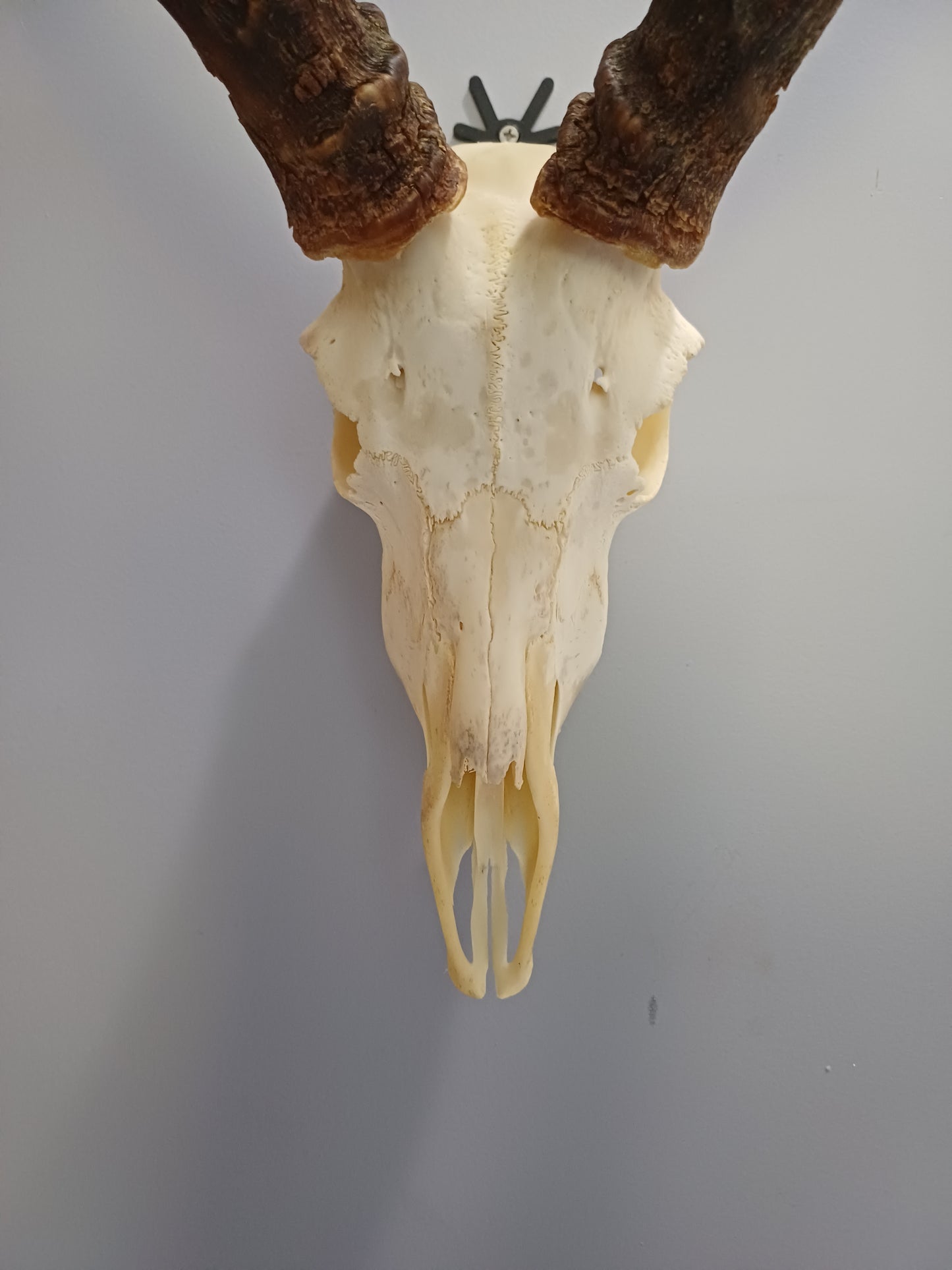 Impala skull