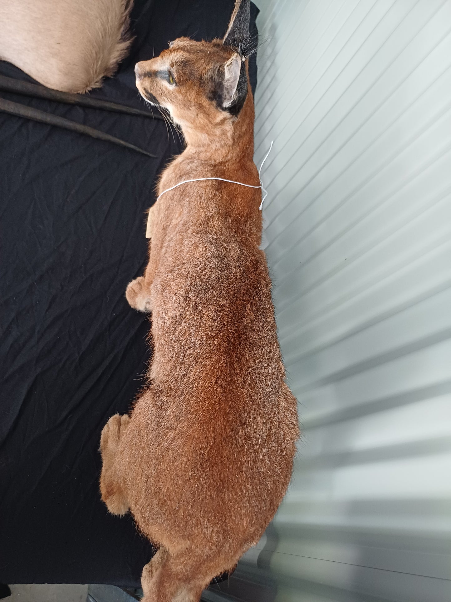 Caracal full mount taxidermy inc shipping