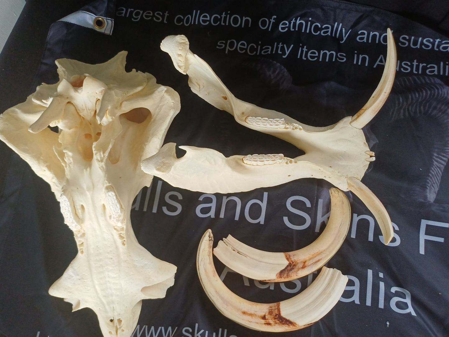 XL Warthog skull