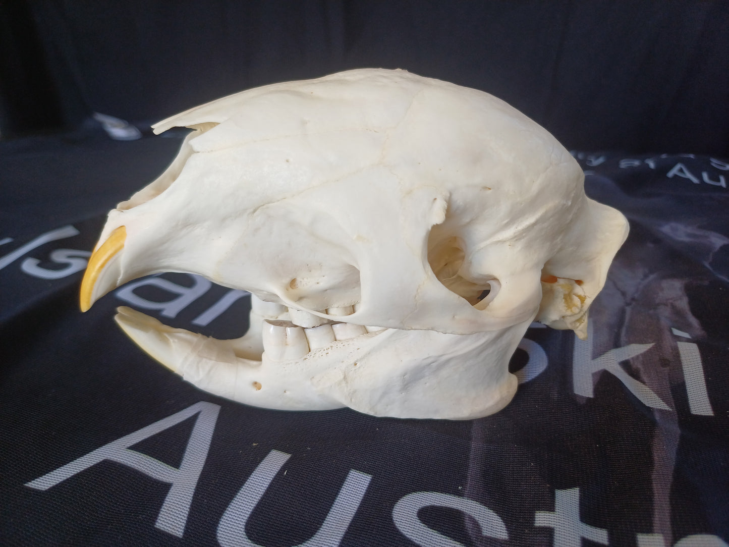 African Porcupine Skull
