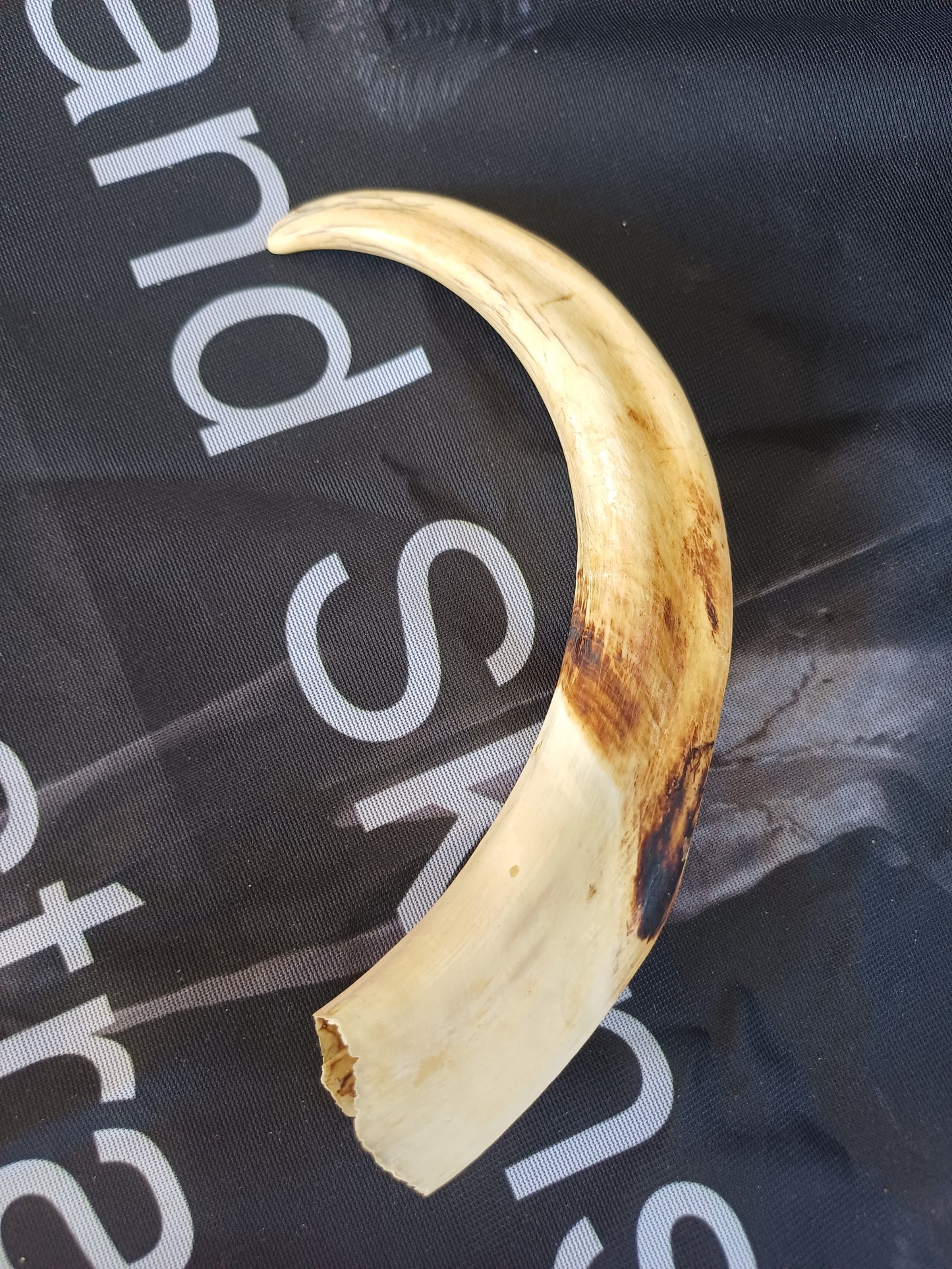 XL Warthog Tusk