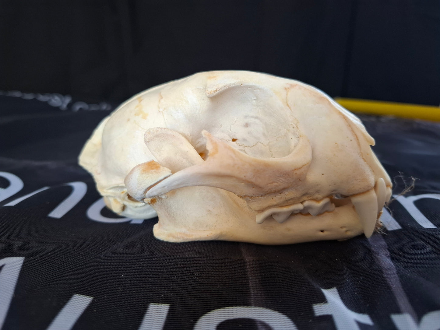Caracal skull