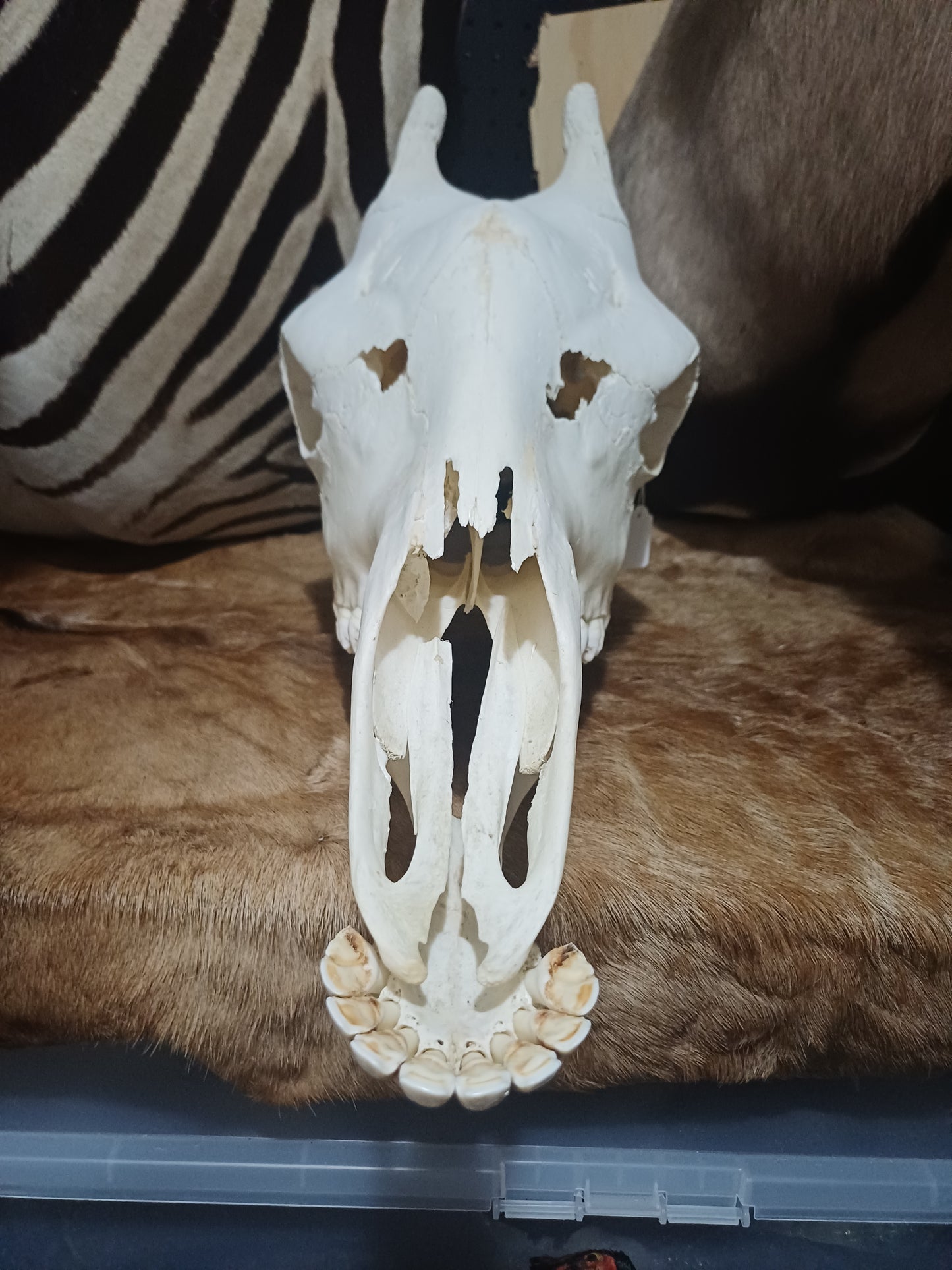 Female Giraffe Skull