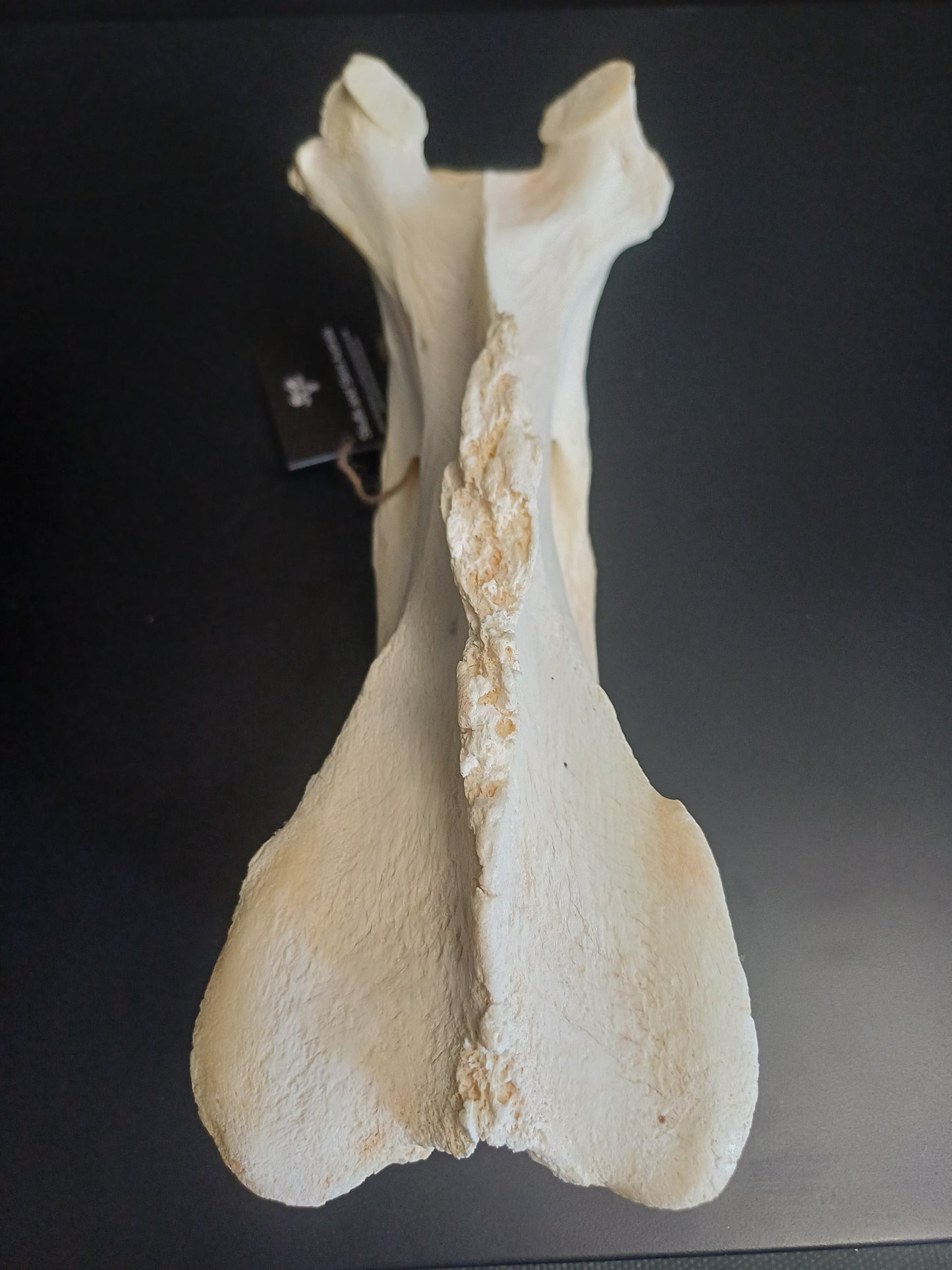 XL Giraffe Vertebrae (CITES permit inc)