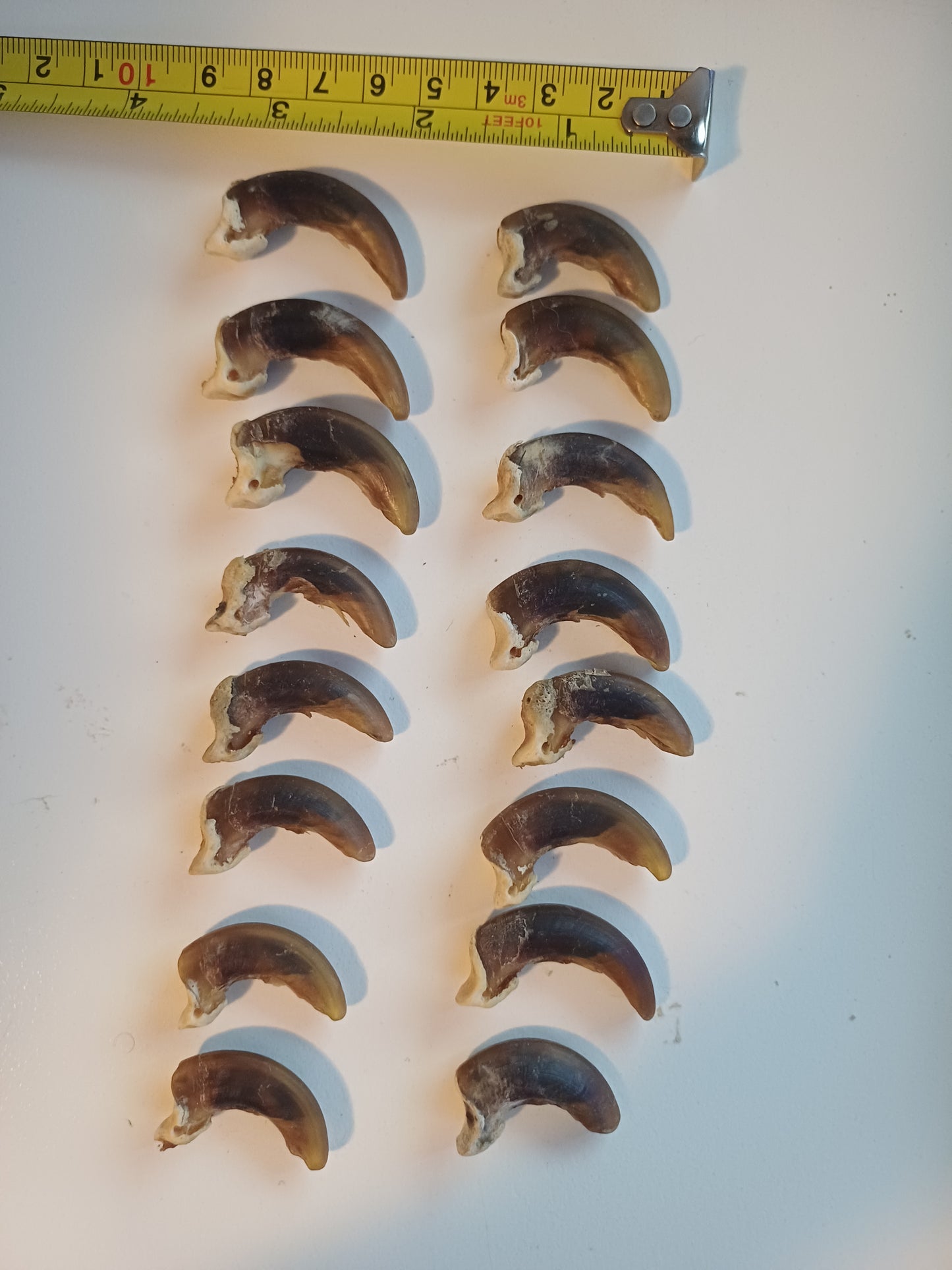 Wolf Claws x 16