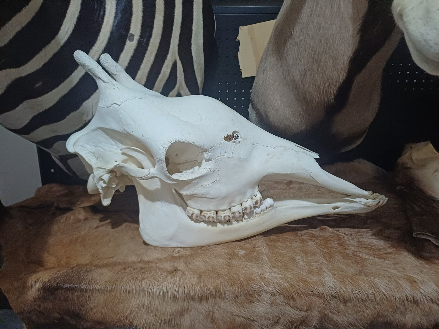 Female Giraffe Skull