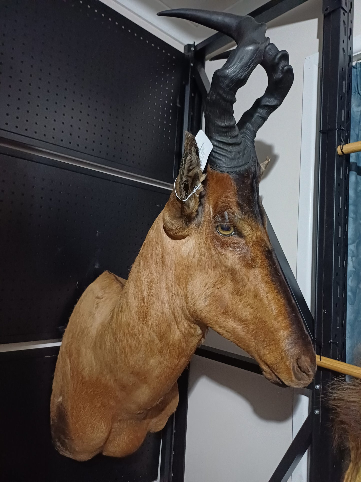 Red Hartebeest shoulder mount