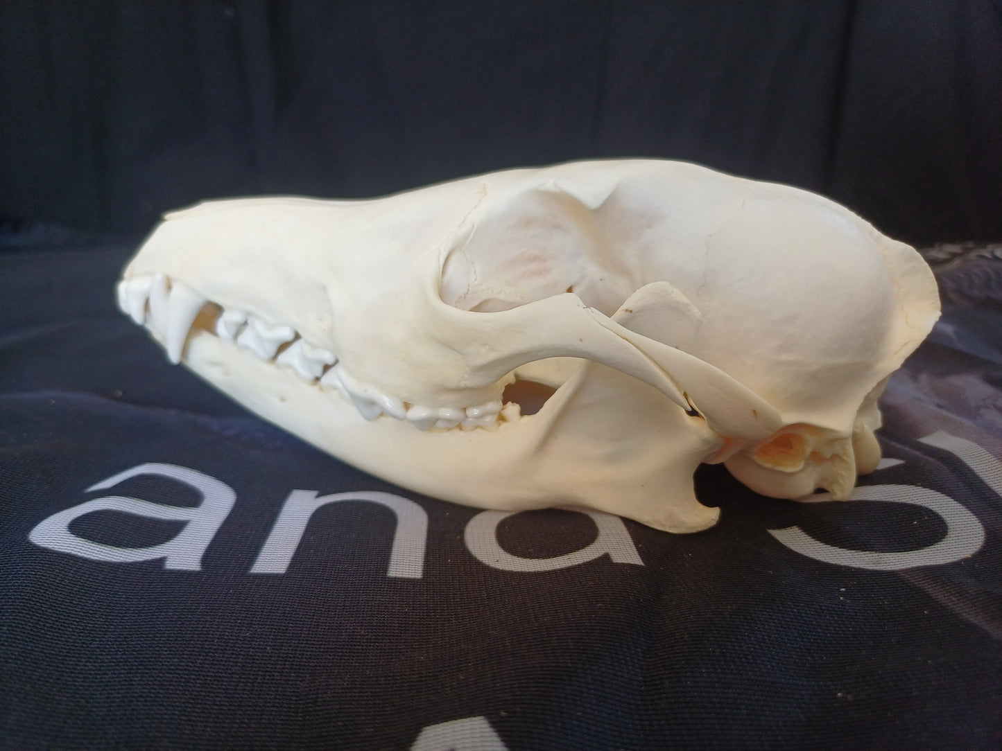 Black Backed Jackal Skull