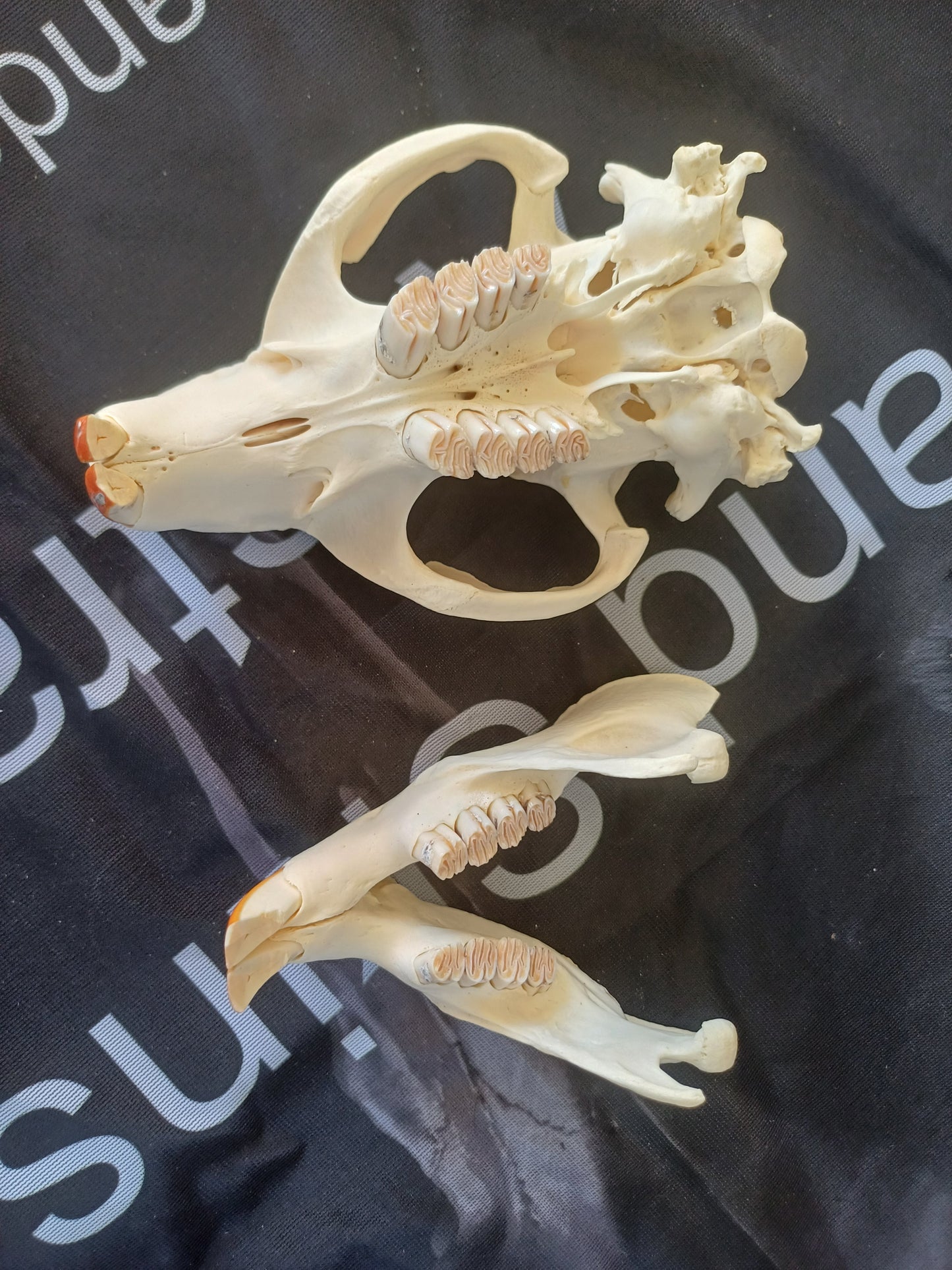 Beaver Skull