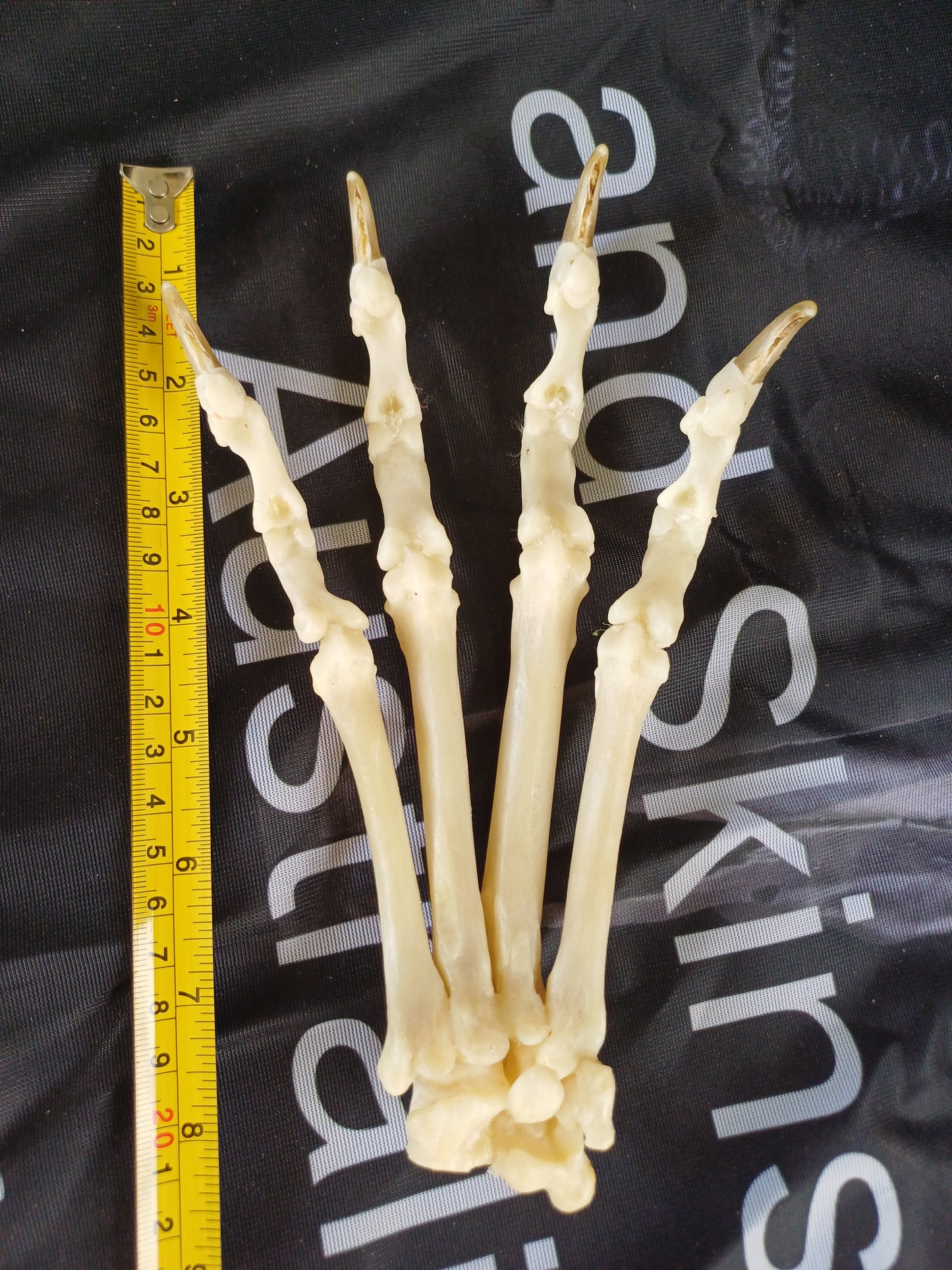 Cougar articulated paw (CITES)