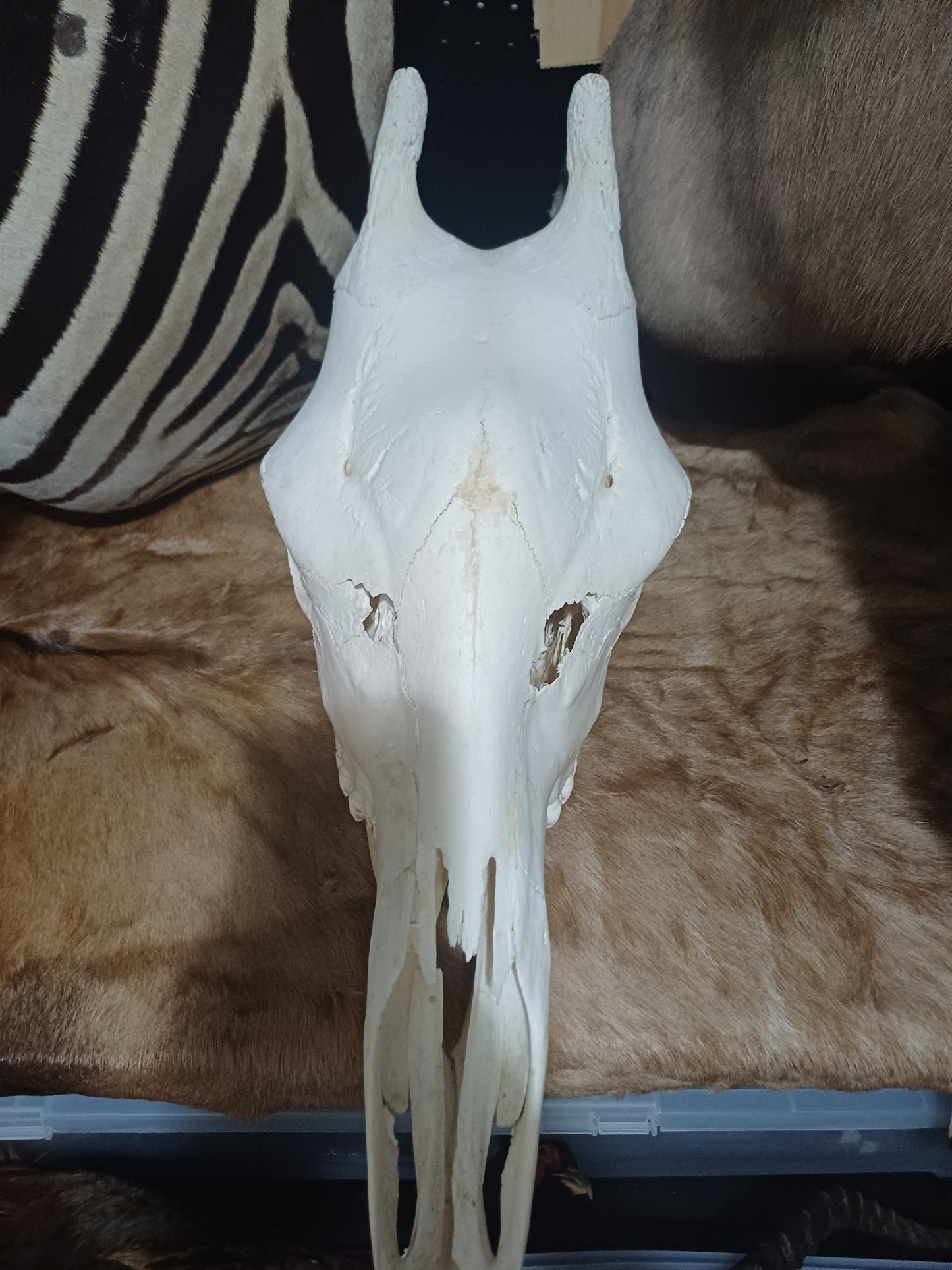 Female Giraffe Skull