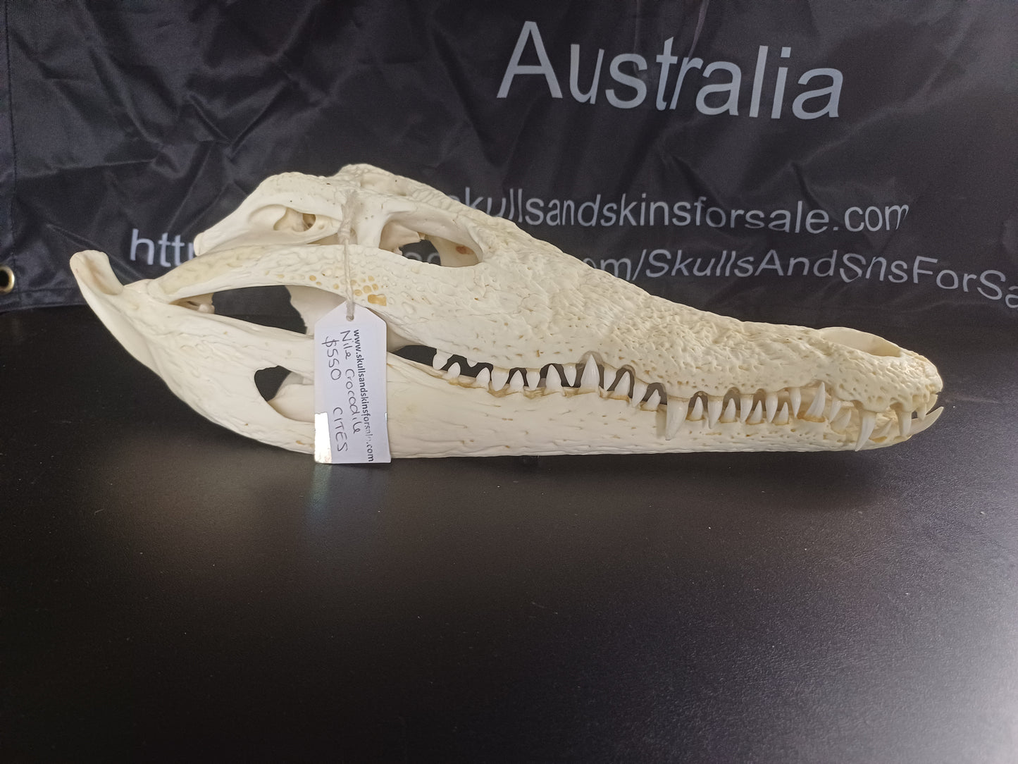XL Nile Crocodile (CITES permit inc)