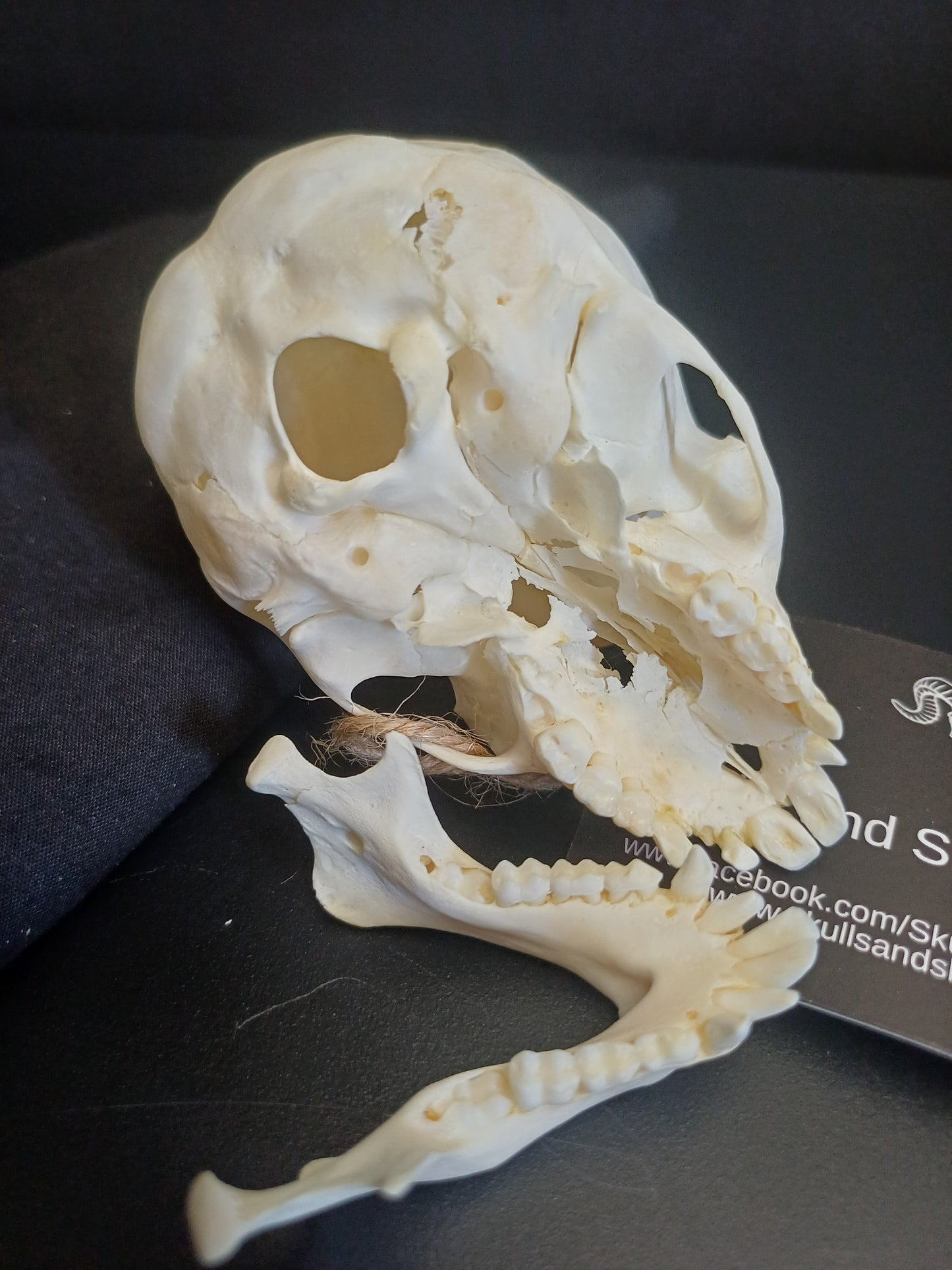 Vervet Monkey Skull - sub-adult