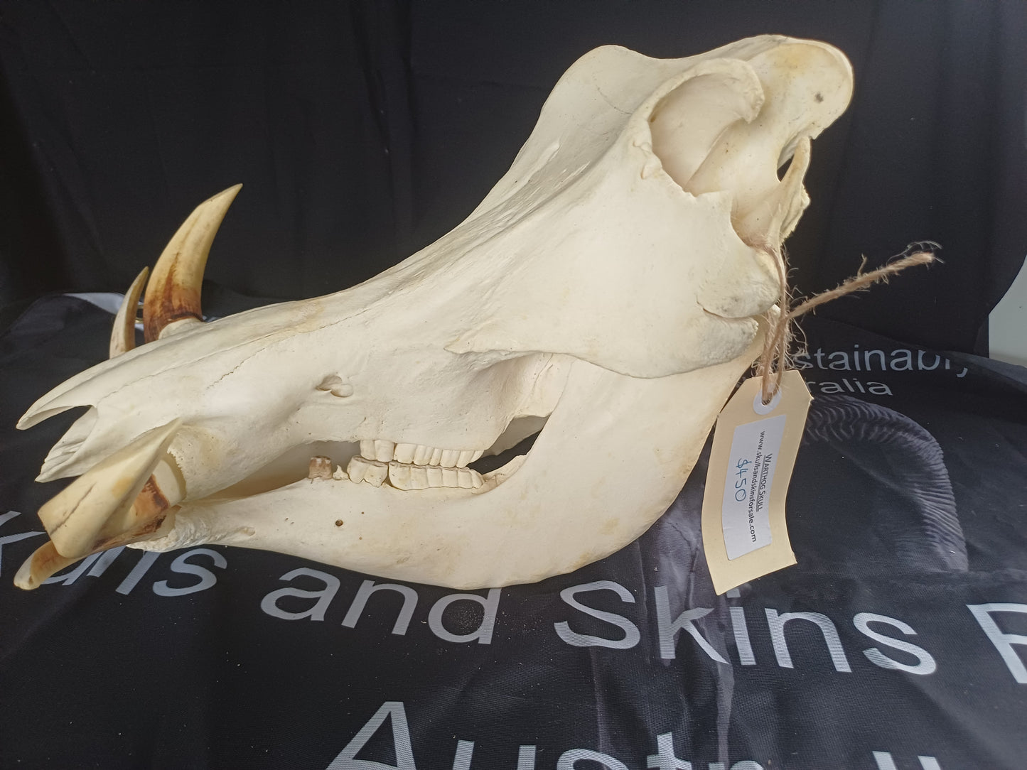 Large Warthog skull