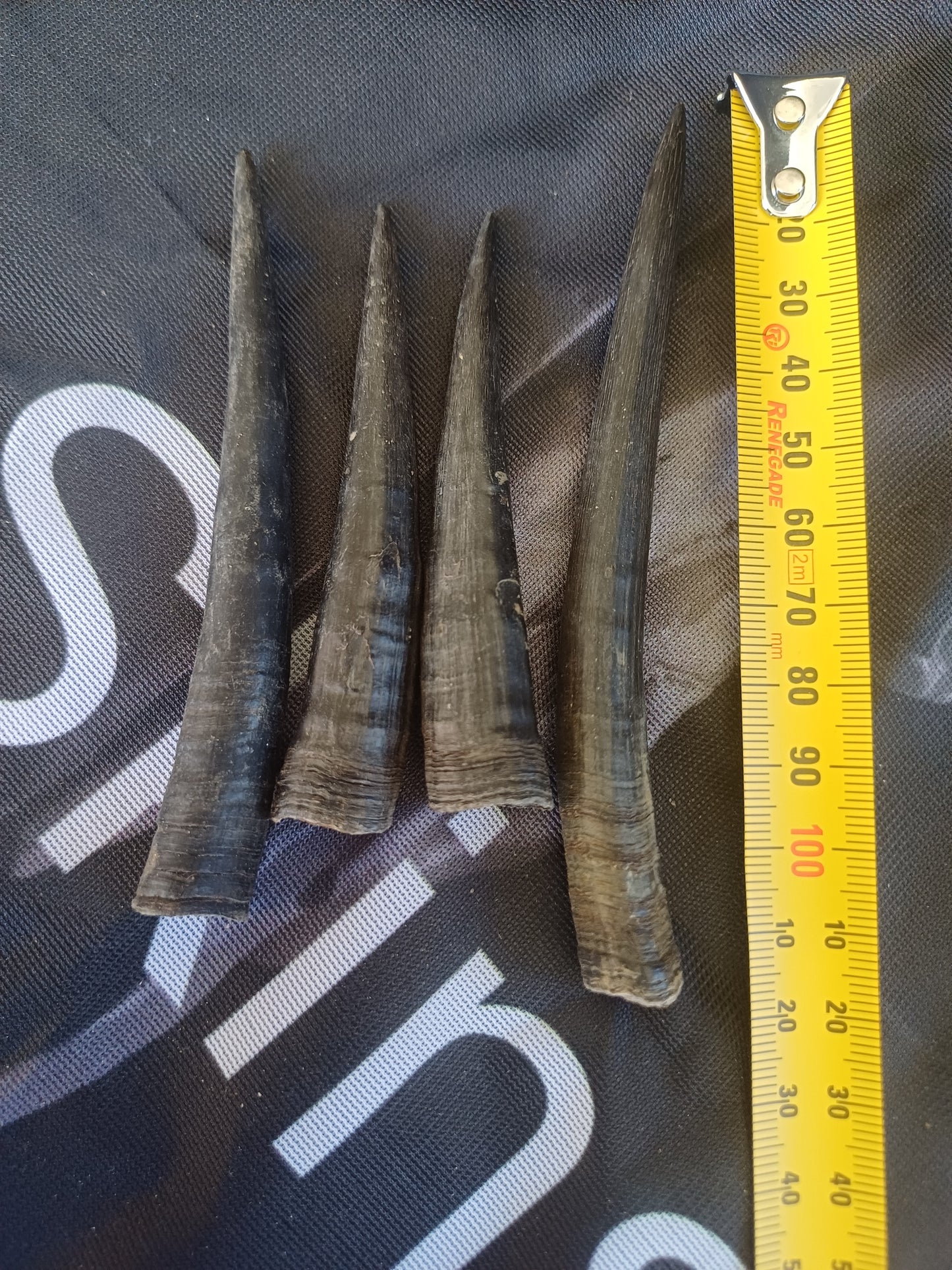 Steinbok horns x 4