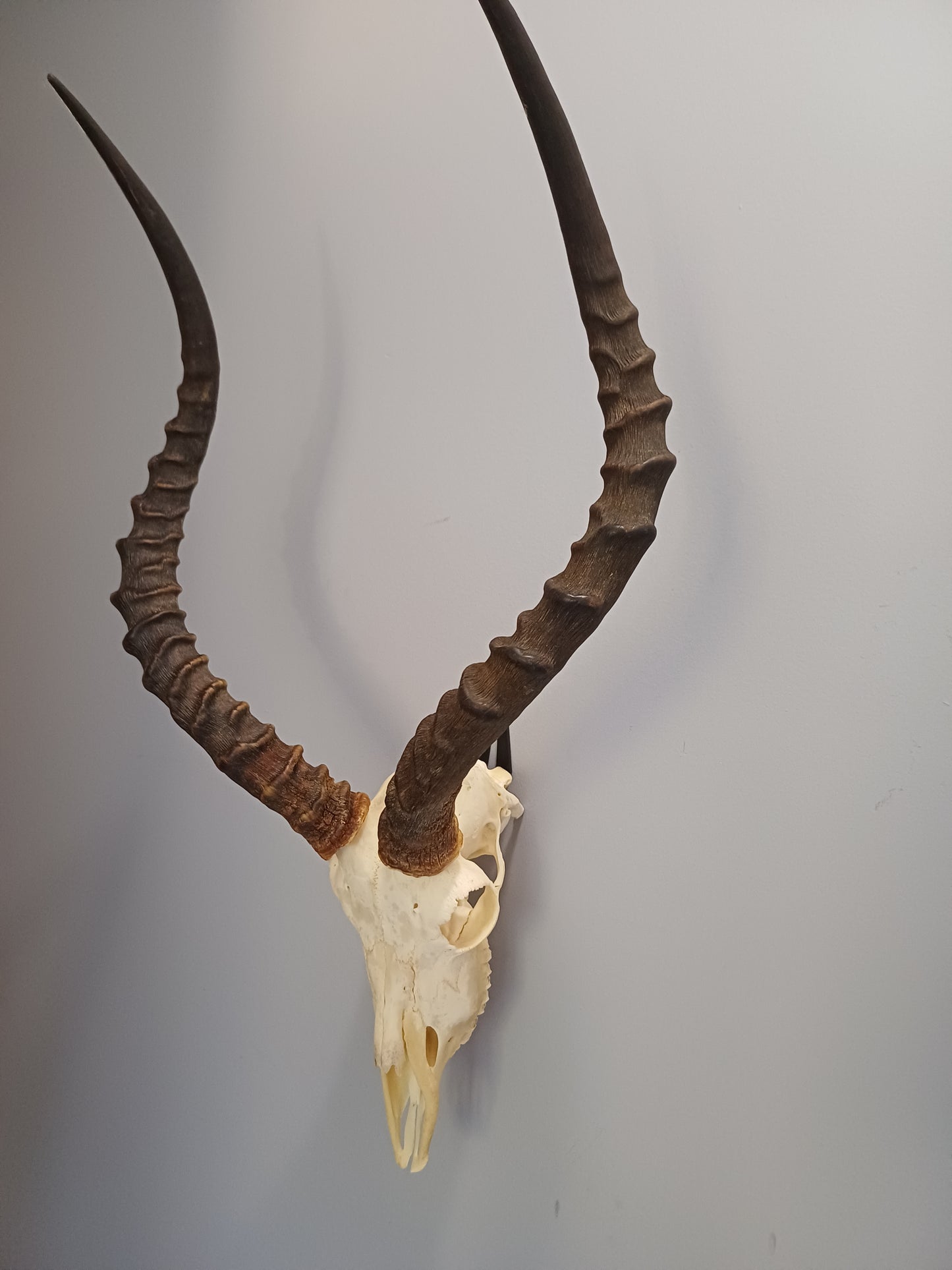 Impala skull