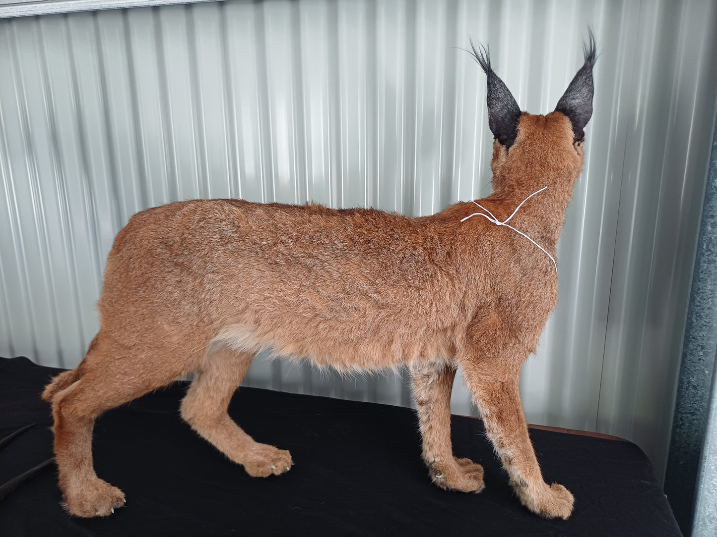 Caracal full mount taxidermy inc shipping