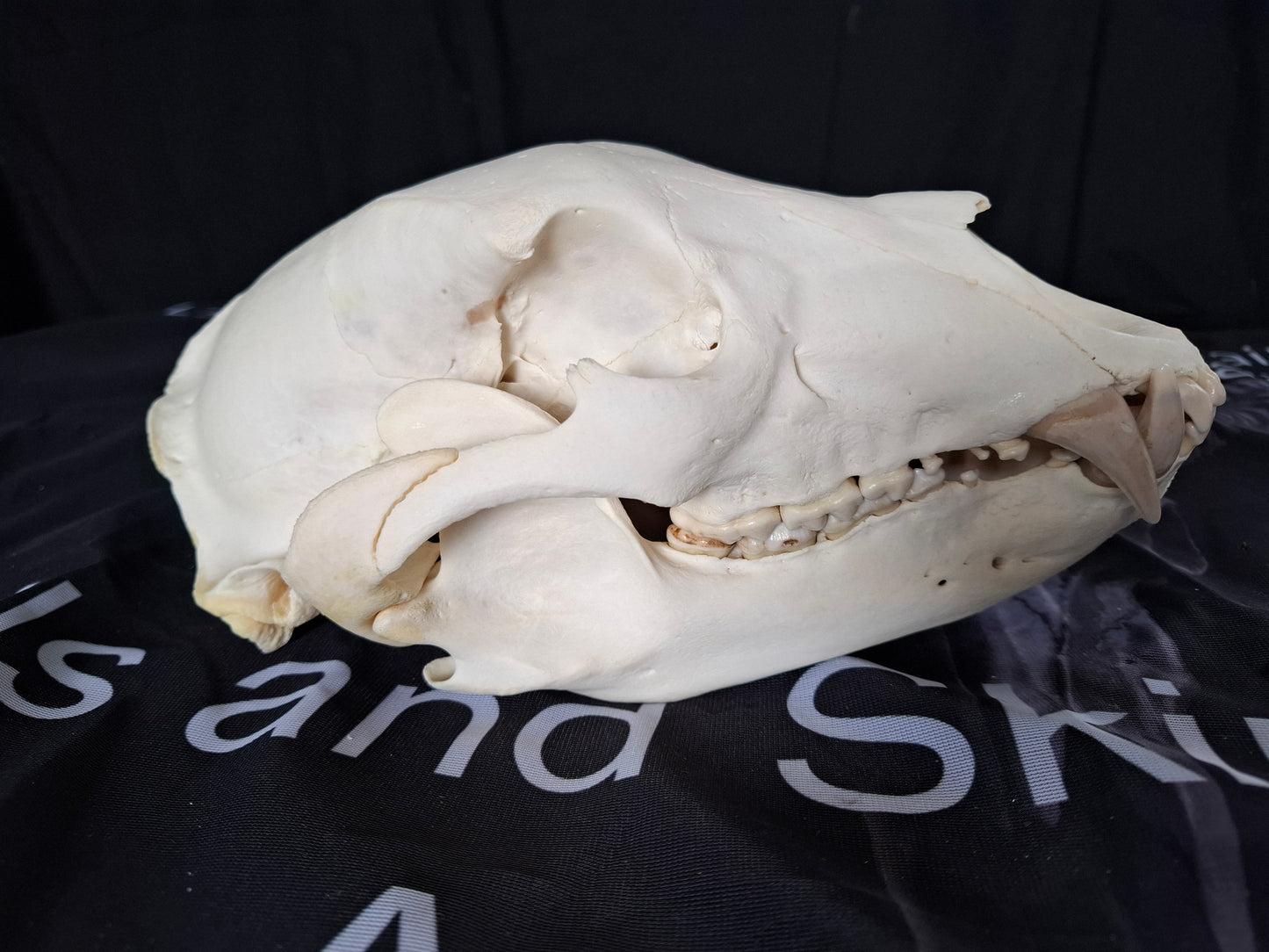 Black Bear skull