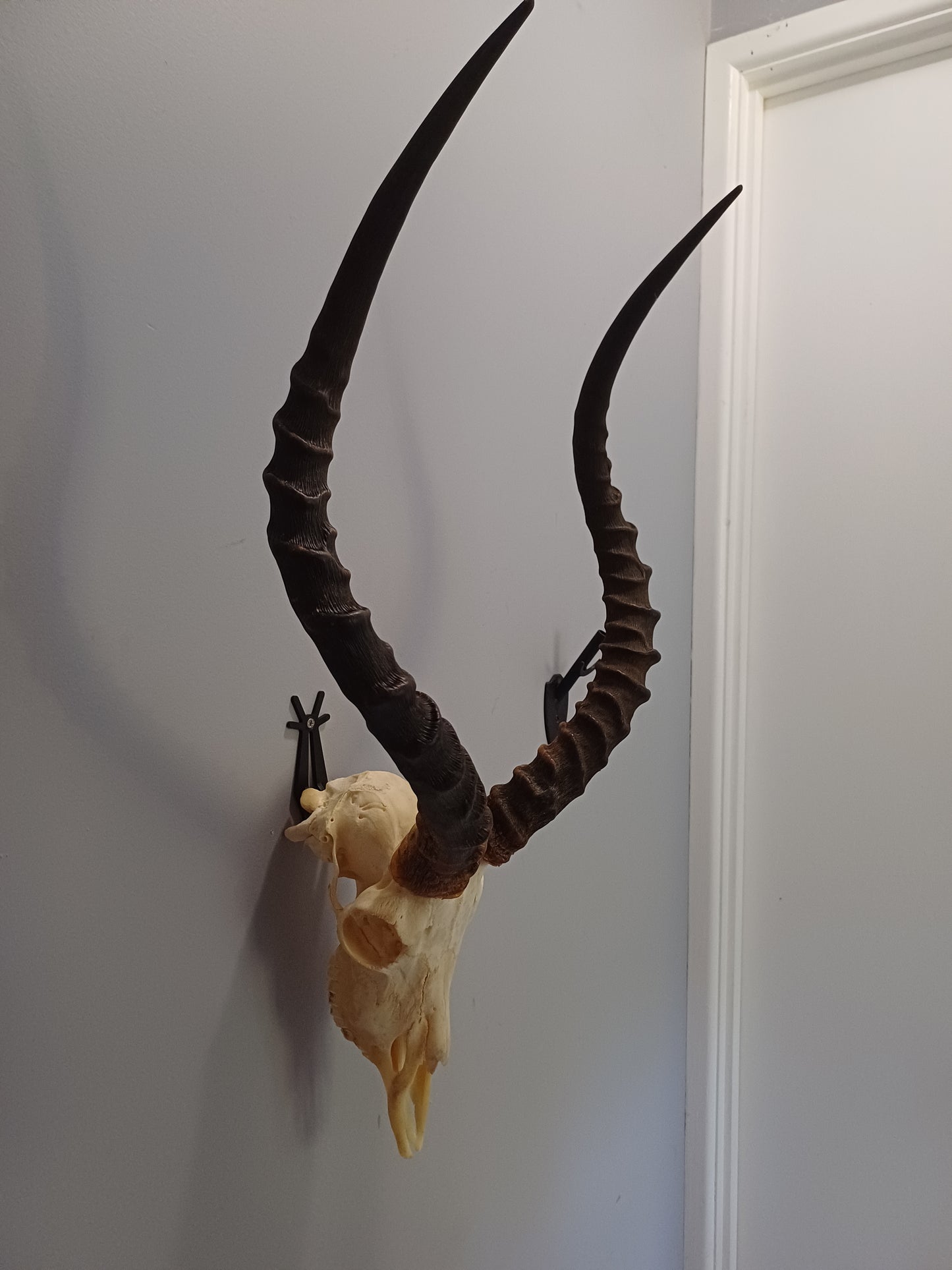Impala skull