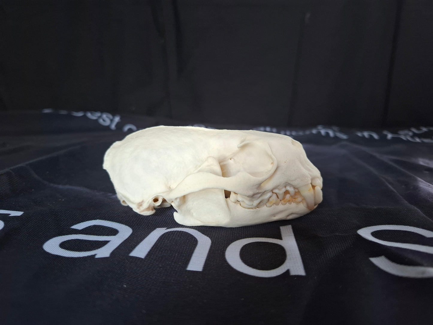 North American River Otter Skull (CITES)