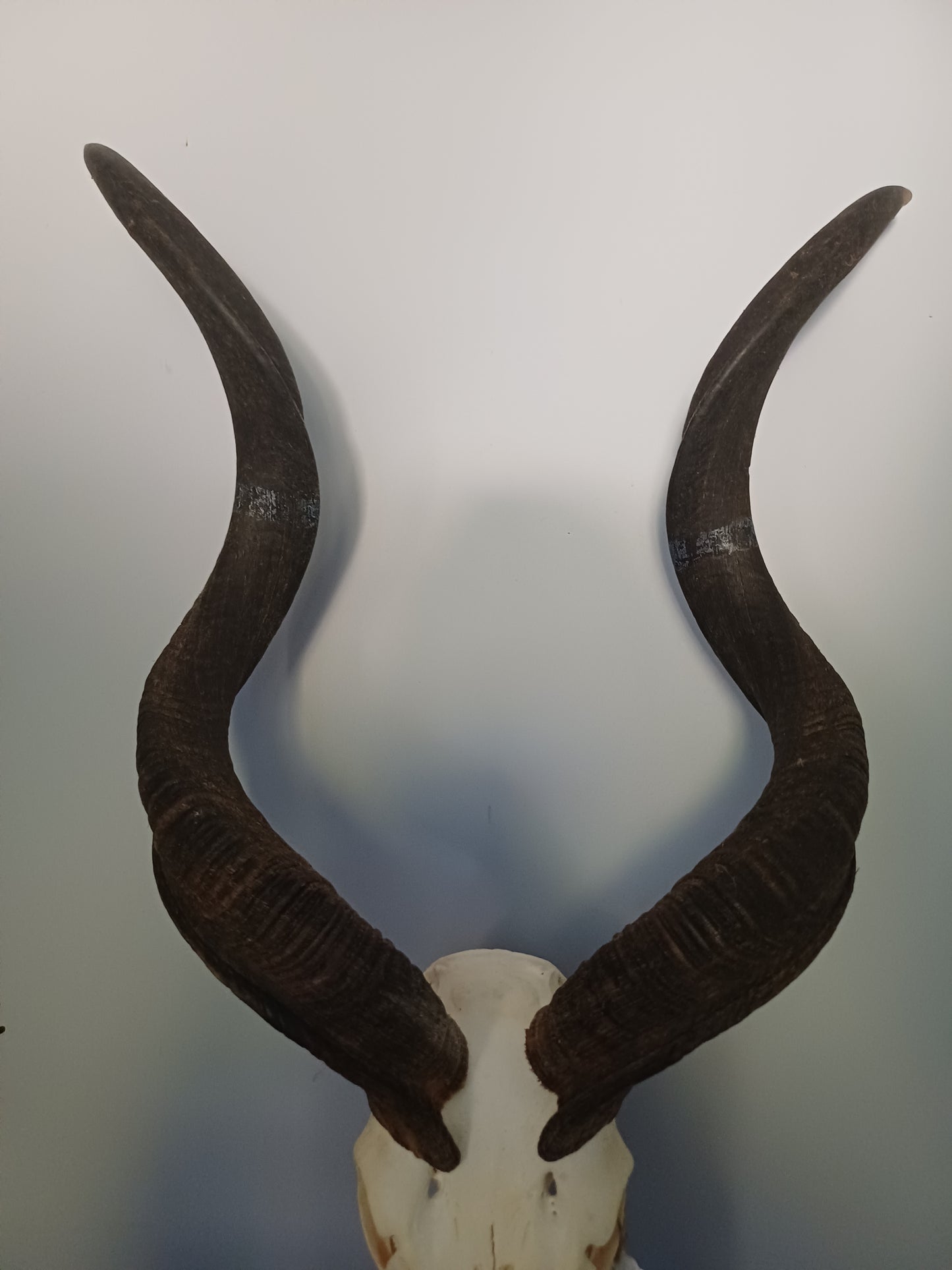 Kudu