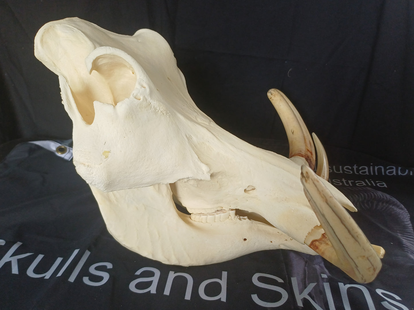 XL Warthog skull