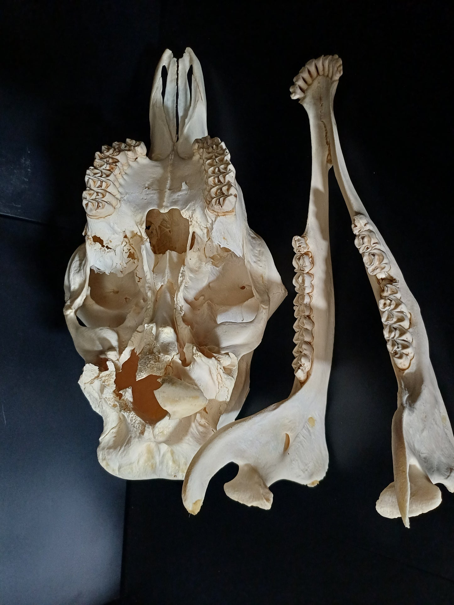 Female giraffe skull (CITES)