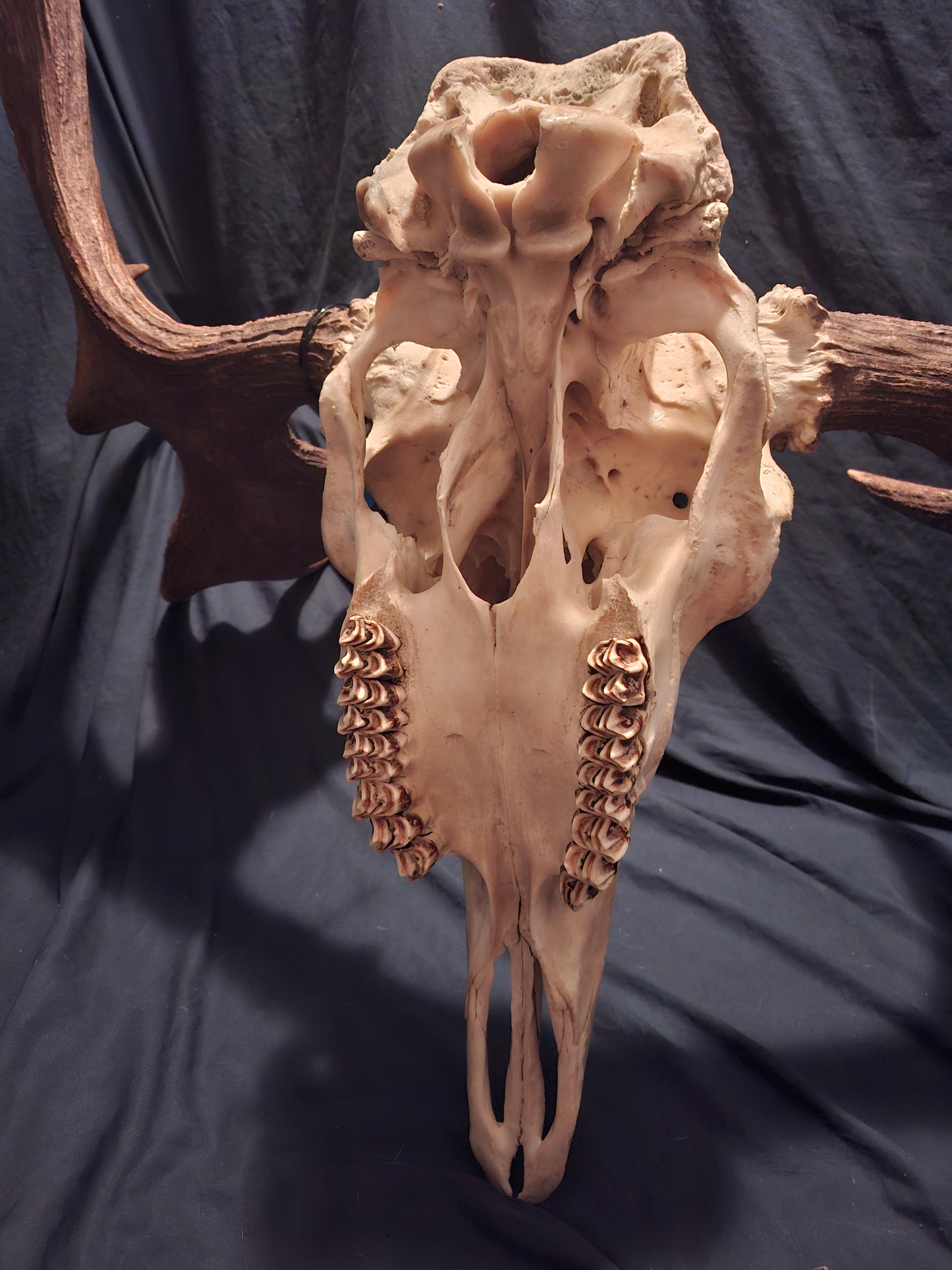 Moose Skull - SHIPPING ADDITIONAL