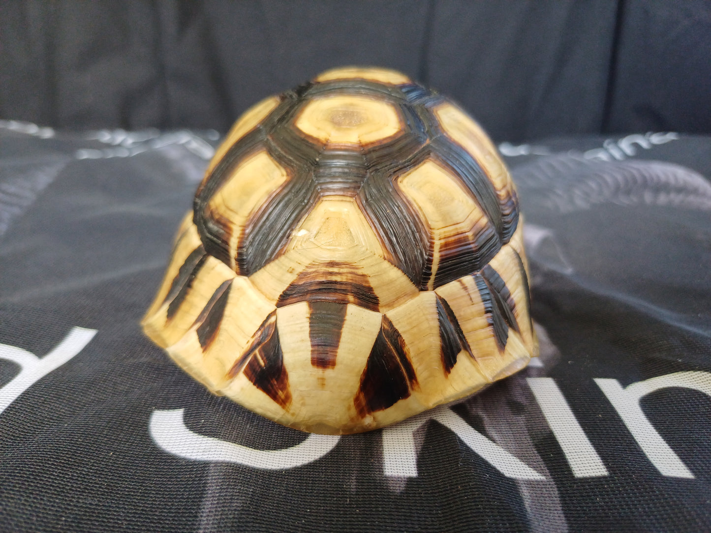 Angulate tortoise shell (CITES)